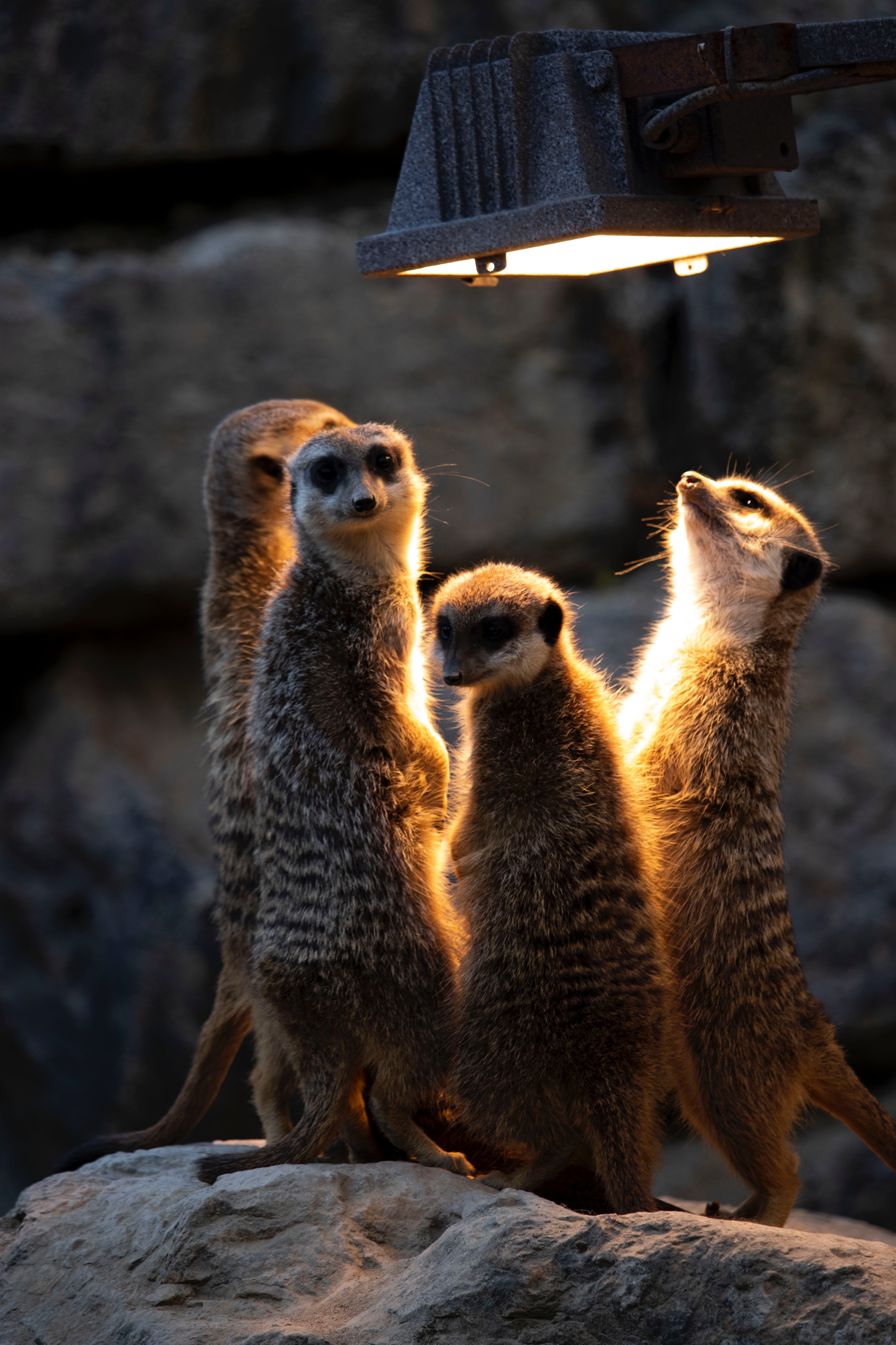 Meerkats Wallpapers