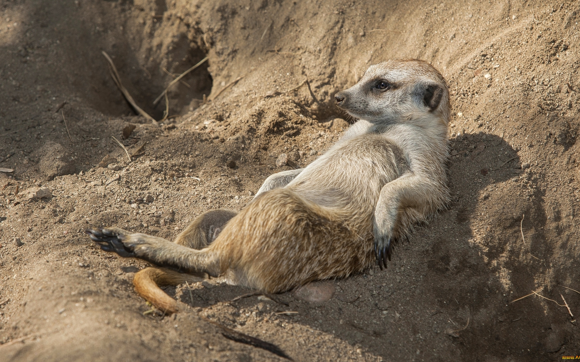 Meerkats Wallpapers