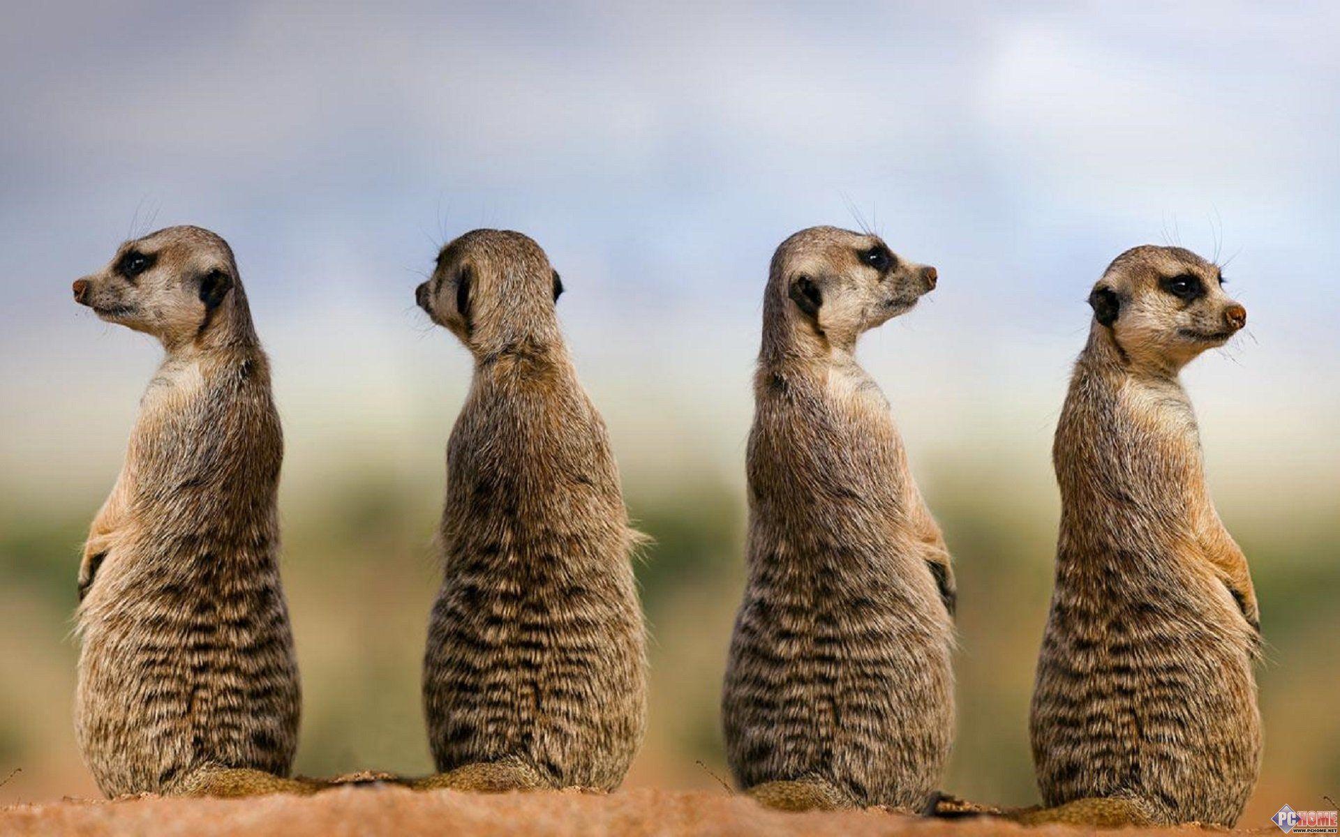 Meerkats Wallpapers