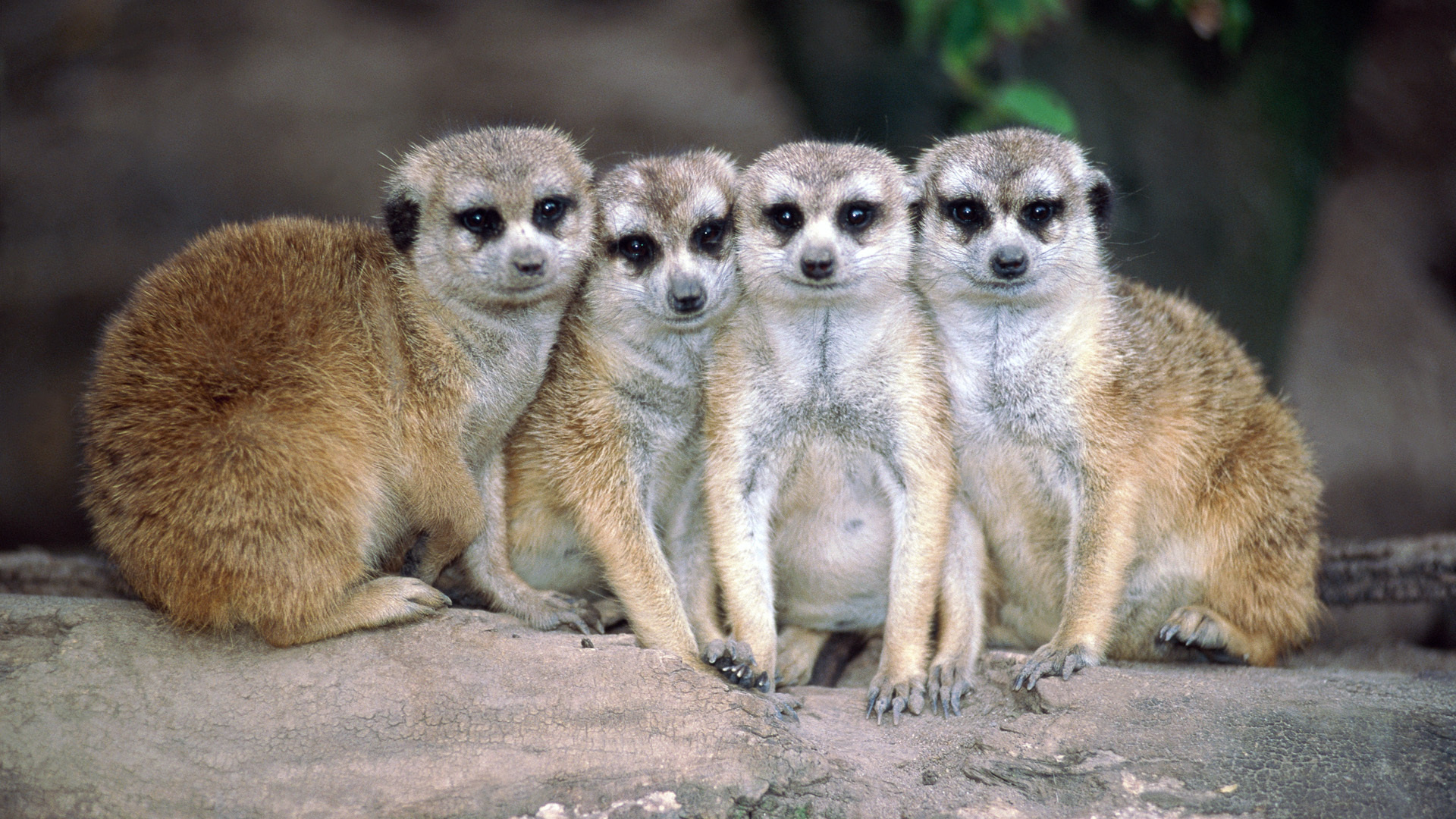 Meerkats Wallpapers