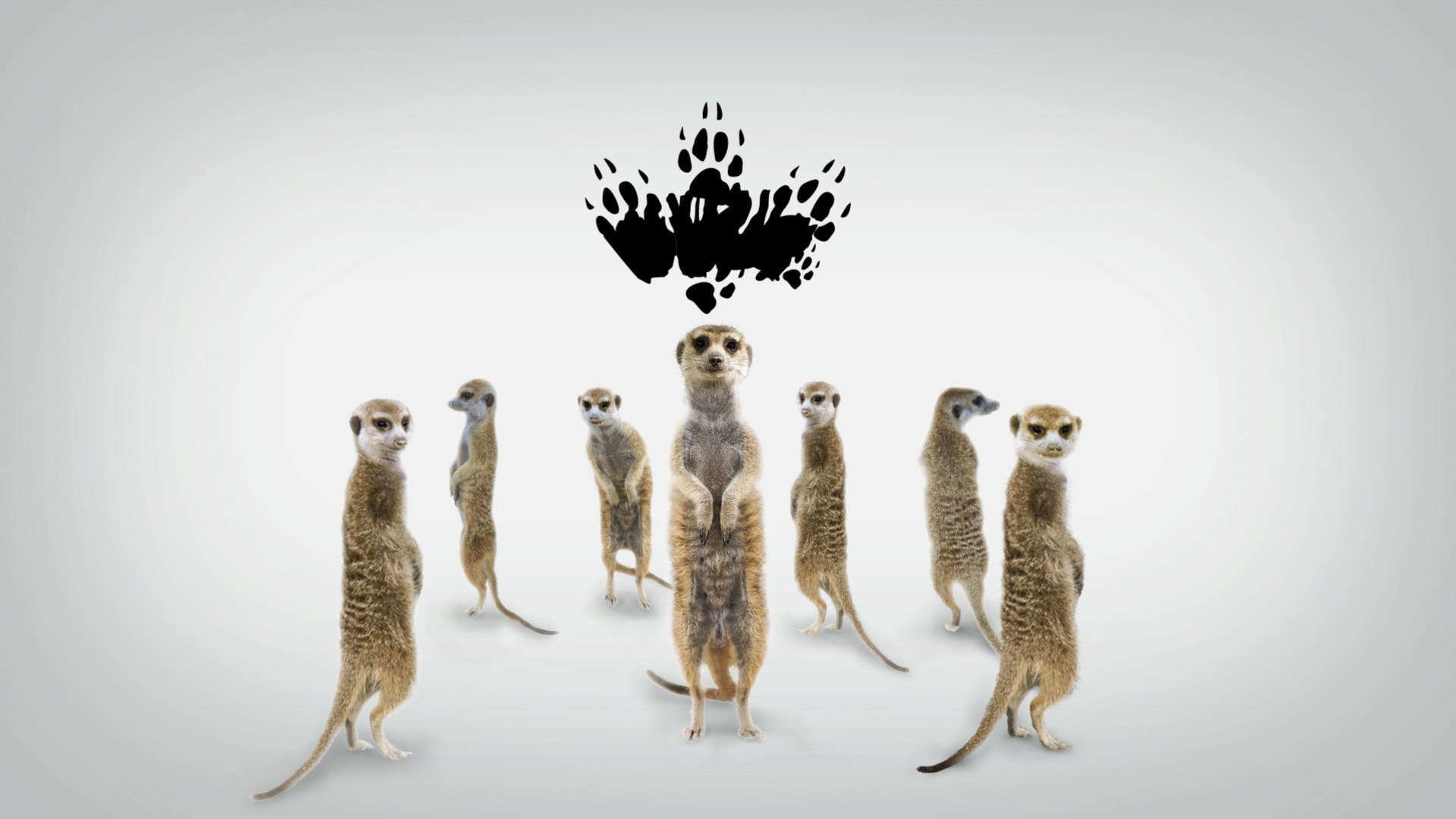 Meerkats Wallpapers