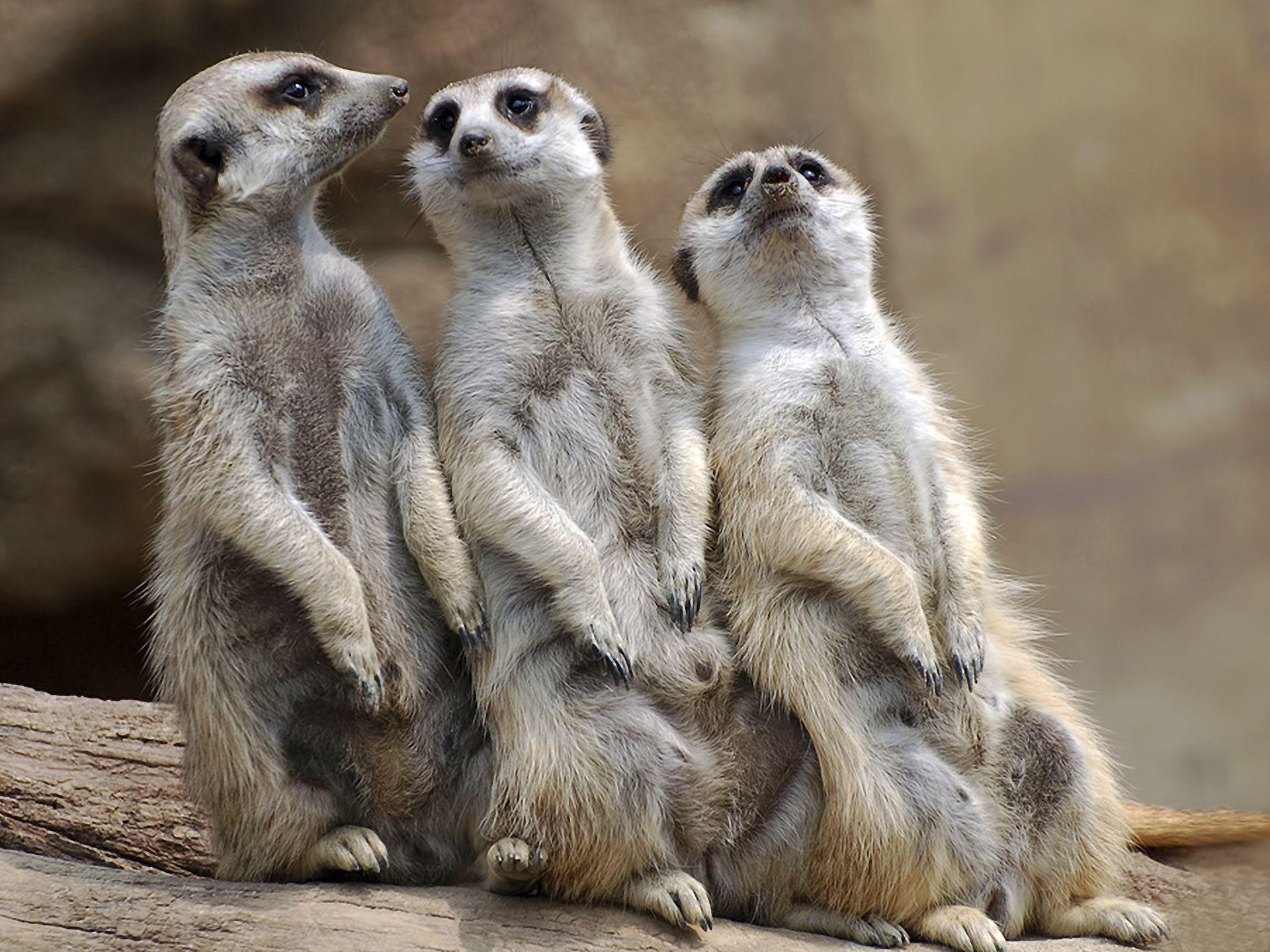 Meerkats Wallpapers