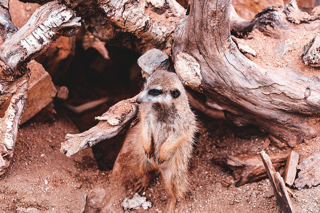 Meerkats Wallpapers