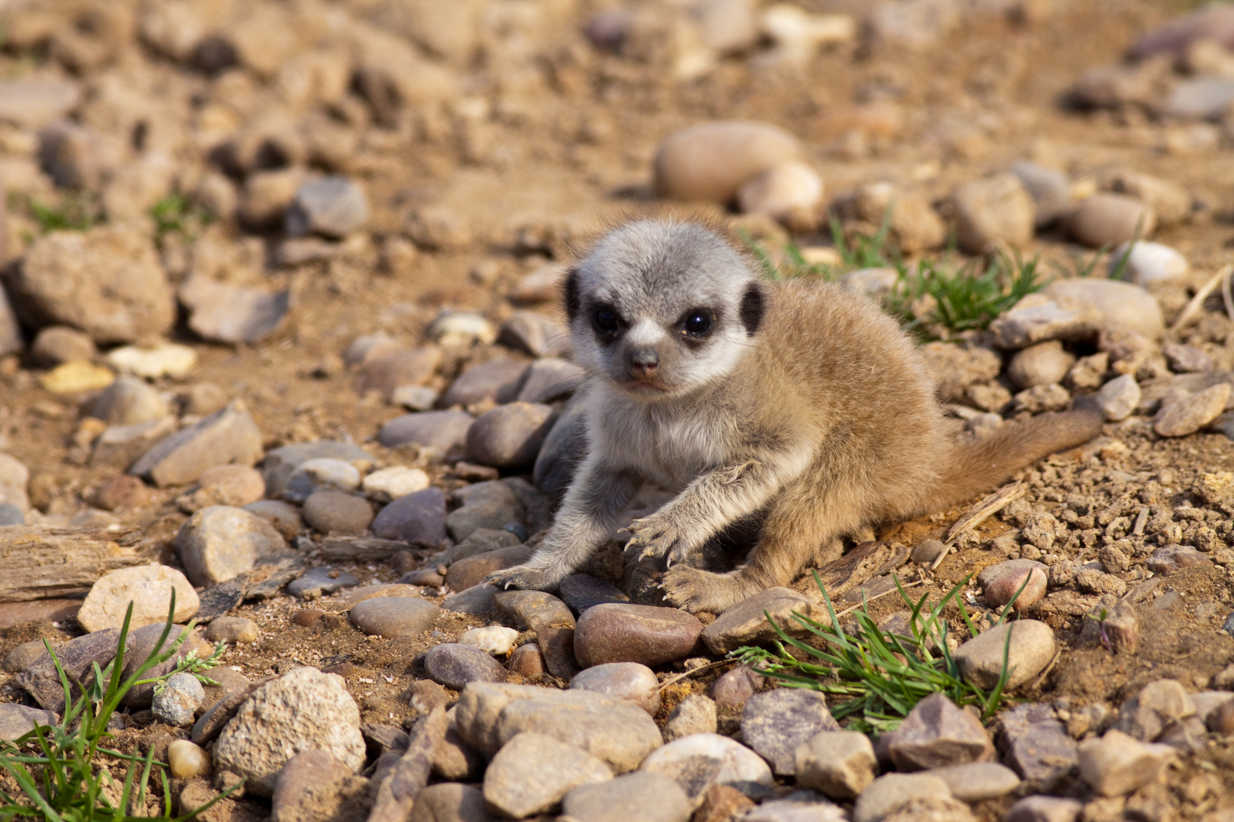 Meerkats Wallpapers