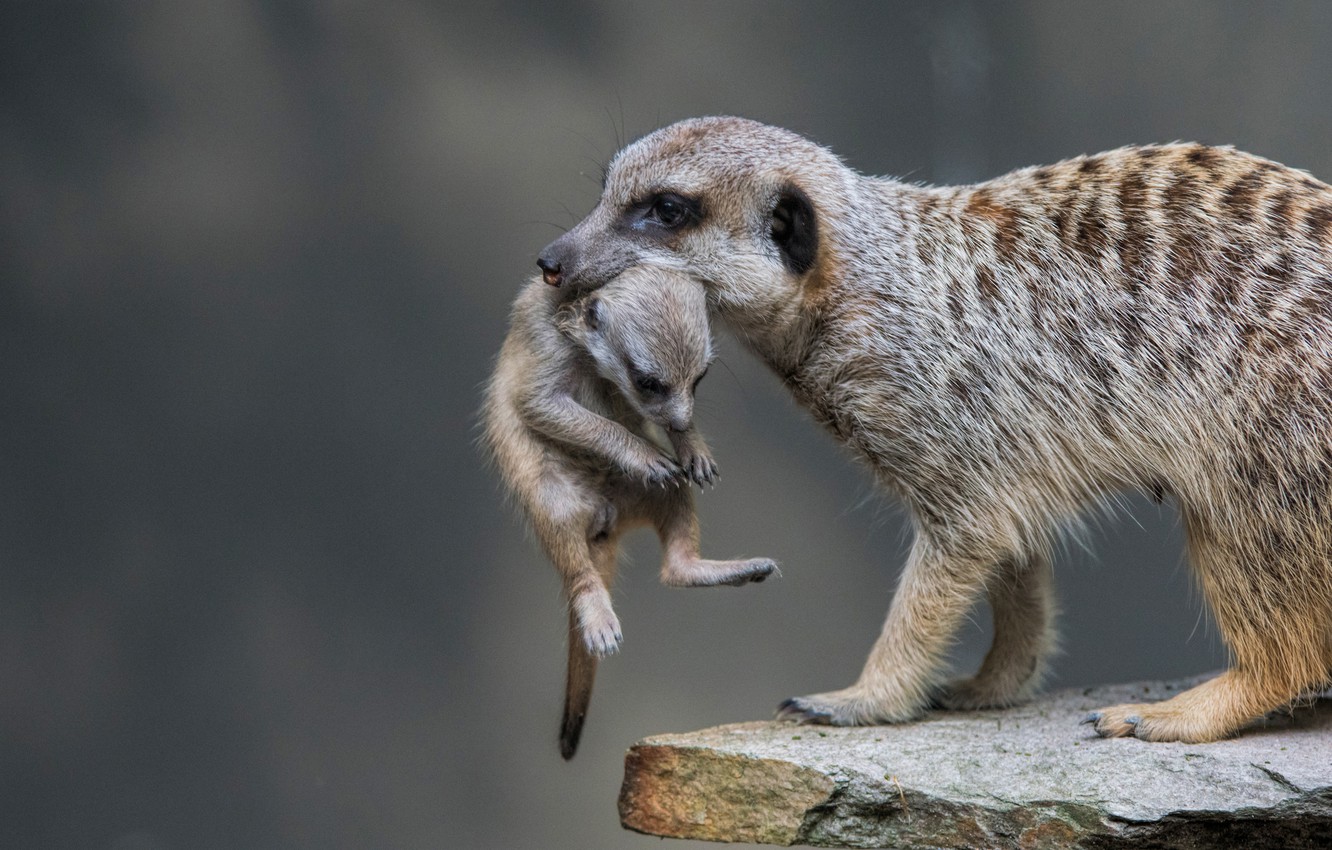 Meerkats Wallpapers