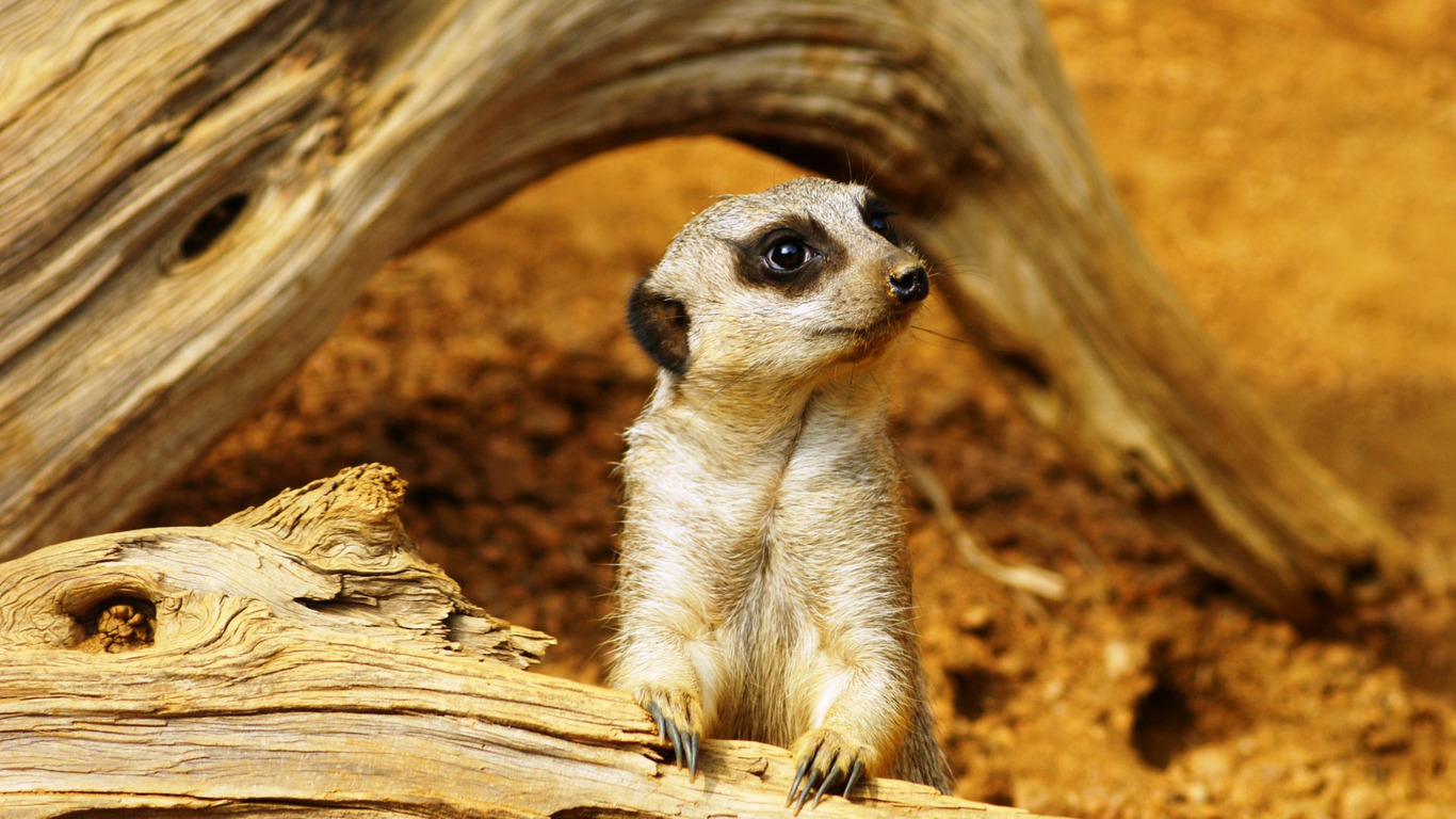 Meerkats Wallpapers