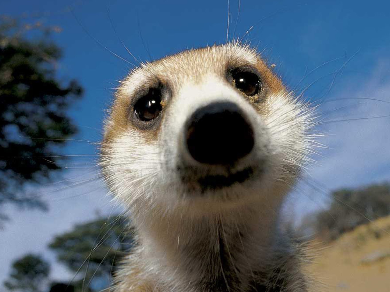 Meerkats Wallpapers