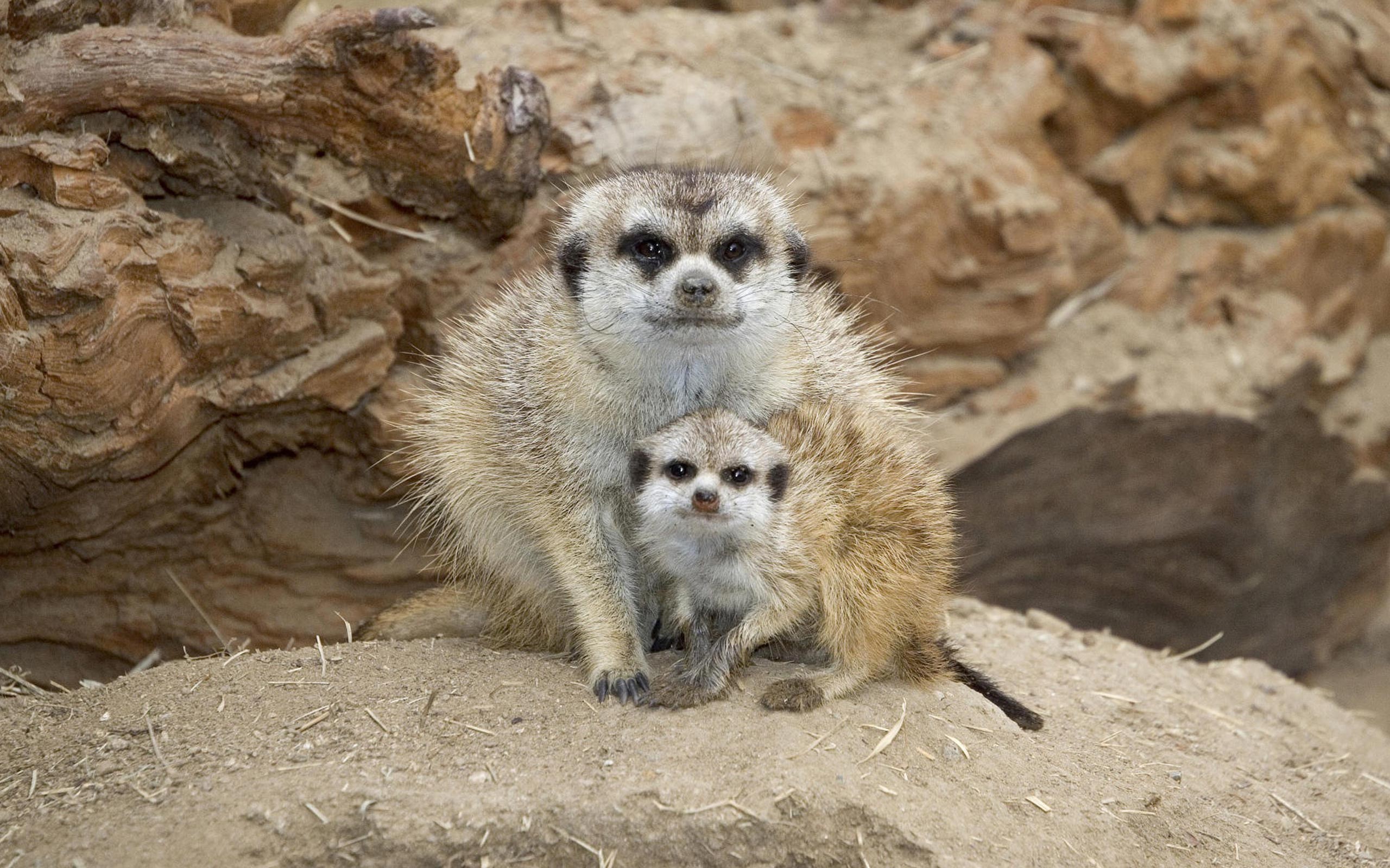 Meerkats Wallpapers