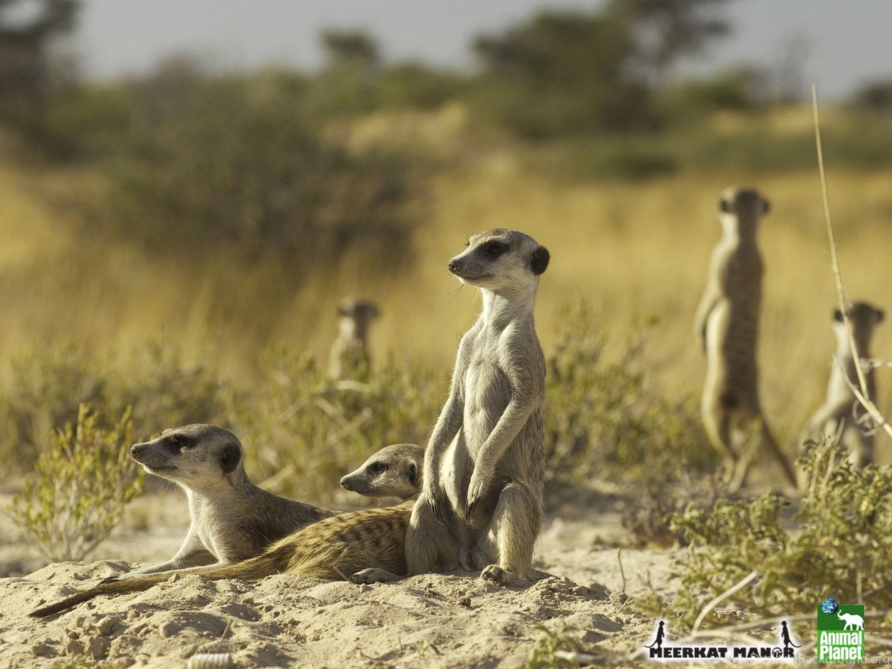 Meerkats Wallpapers