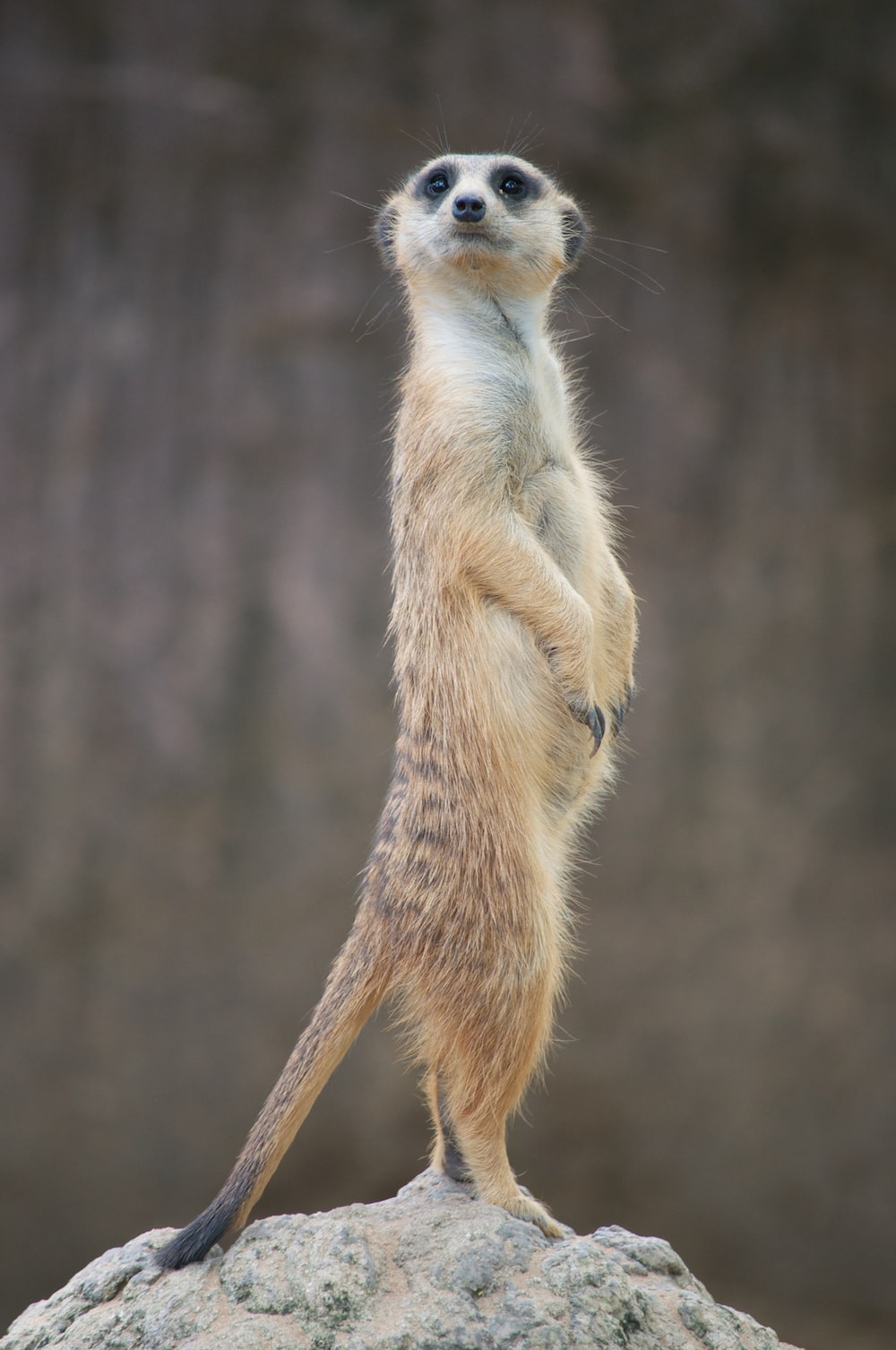 Meerkats Wallpapers