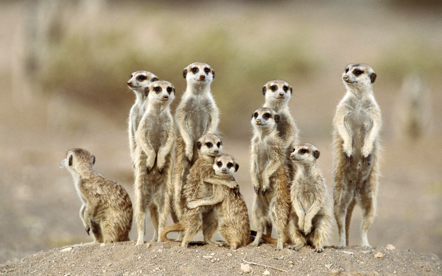 Meerkats Wallpapers