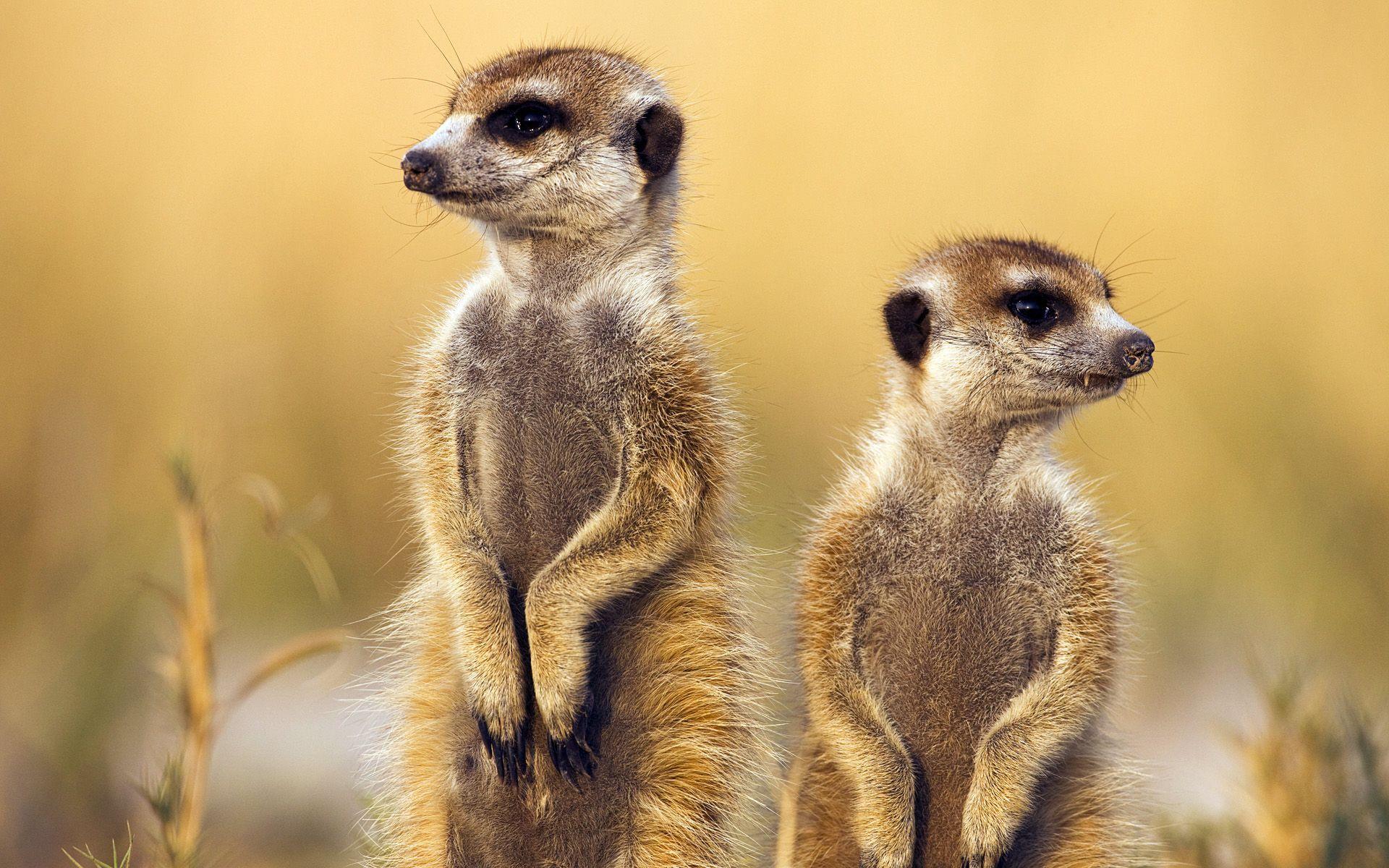 Meerkats Wallpapers