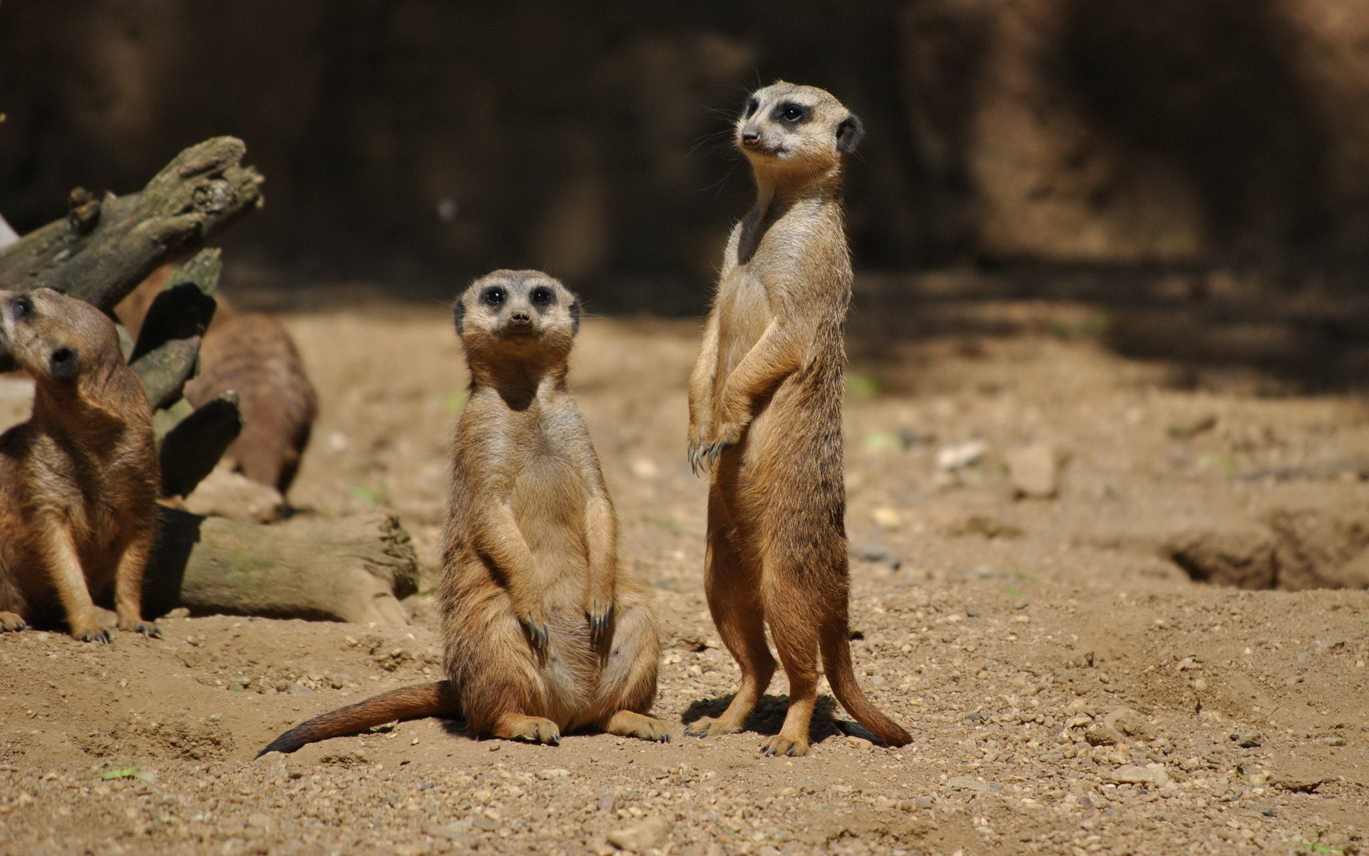 Meerkats Wallpapers