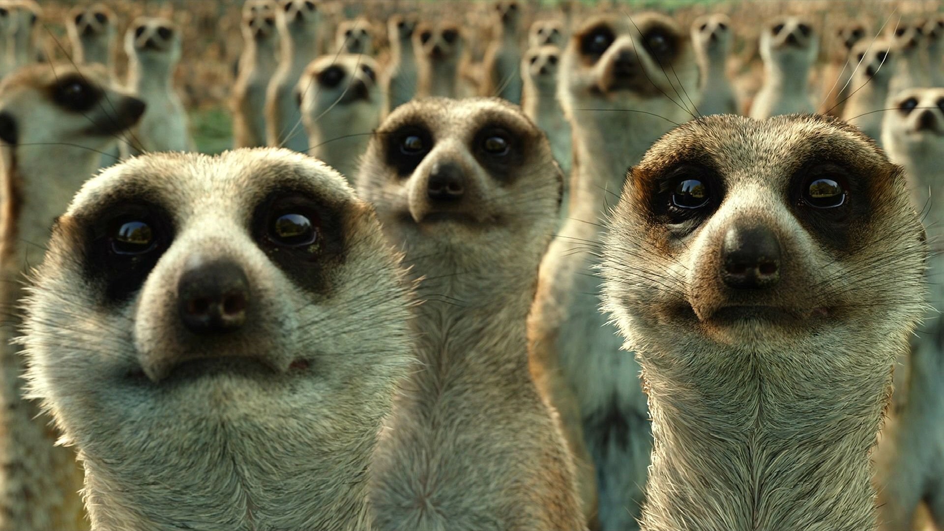 Meerkats Wallpapers