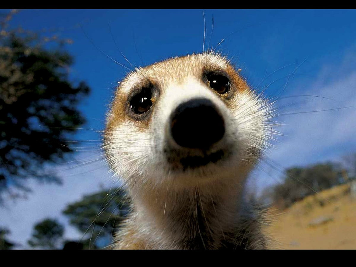 Meerkats Wallpapers