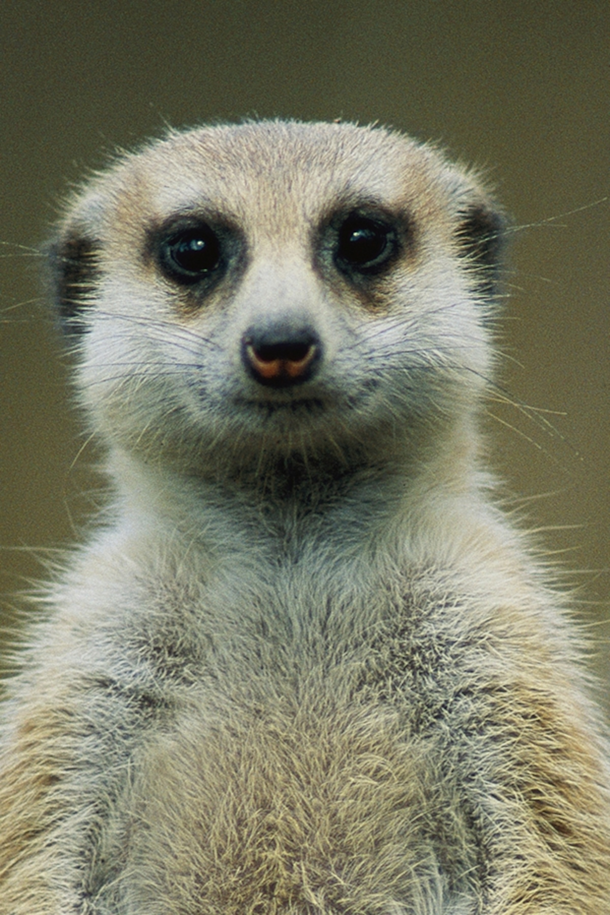 Meerkats Wallpapers