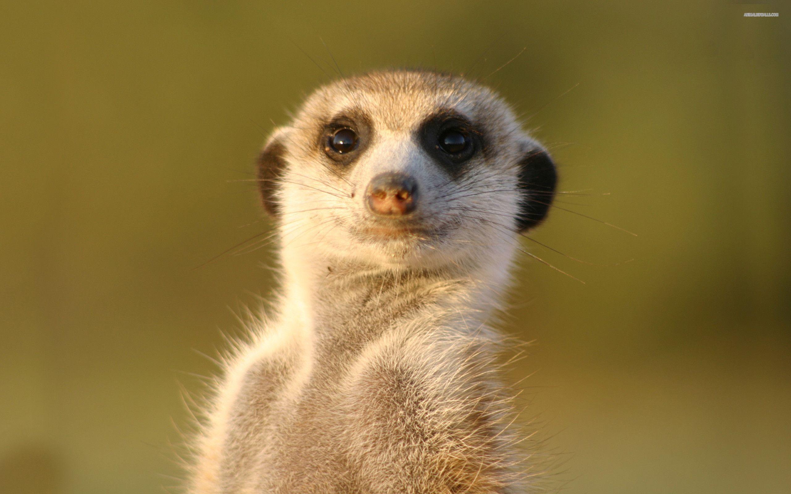 Meerkats Wallpapers