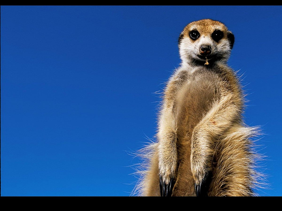 Meerkats Wallpapers