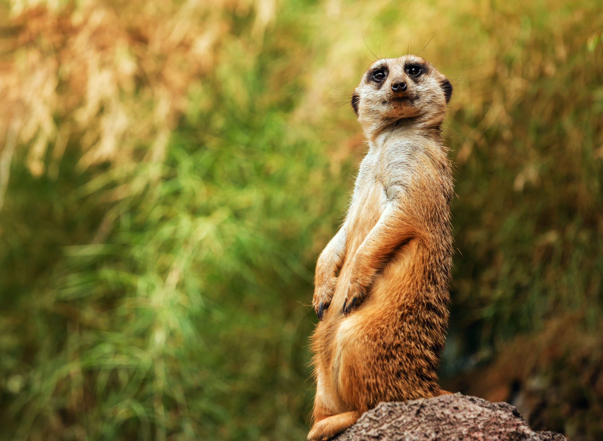 Meerkats Wallpapers