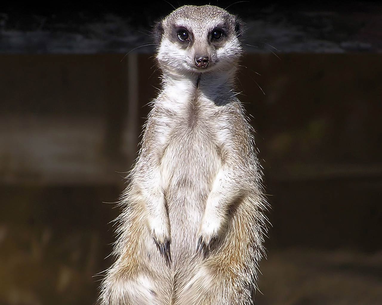 Meerkats Wallpapers