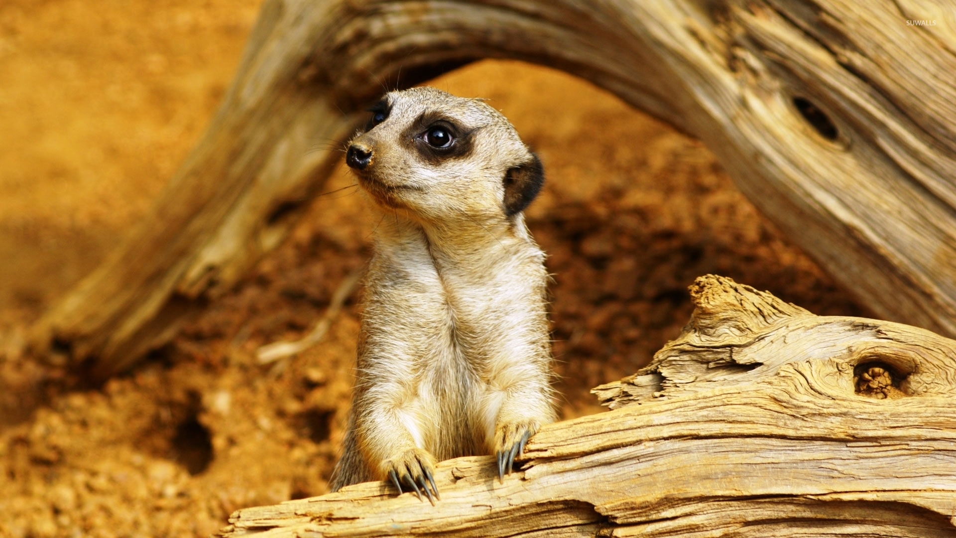 Meerkats Wallpapers