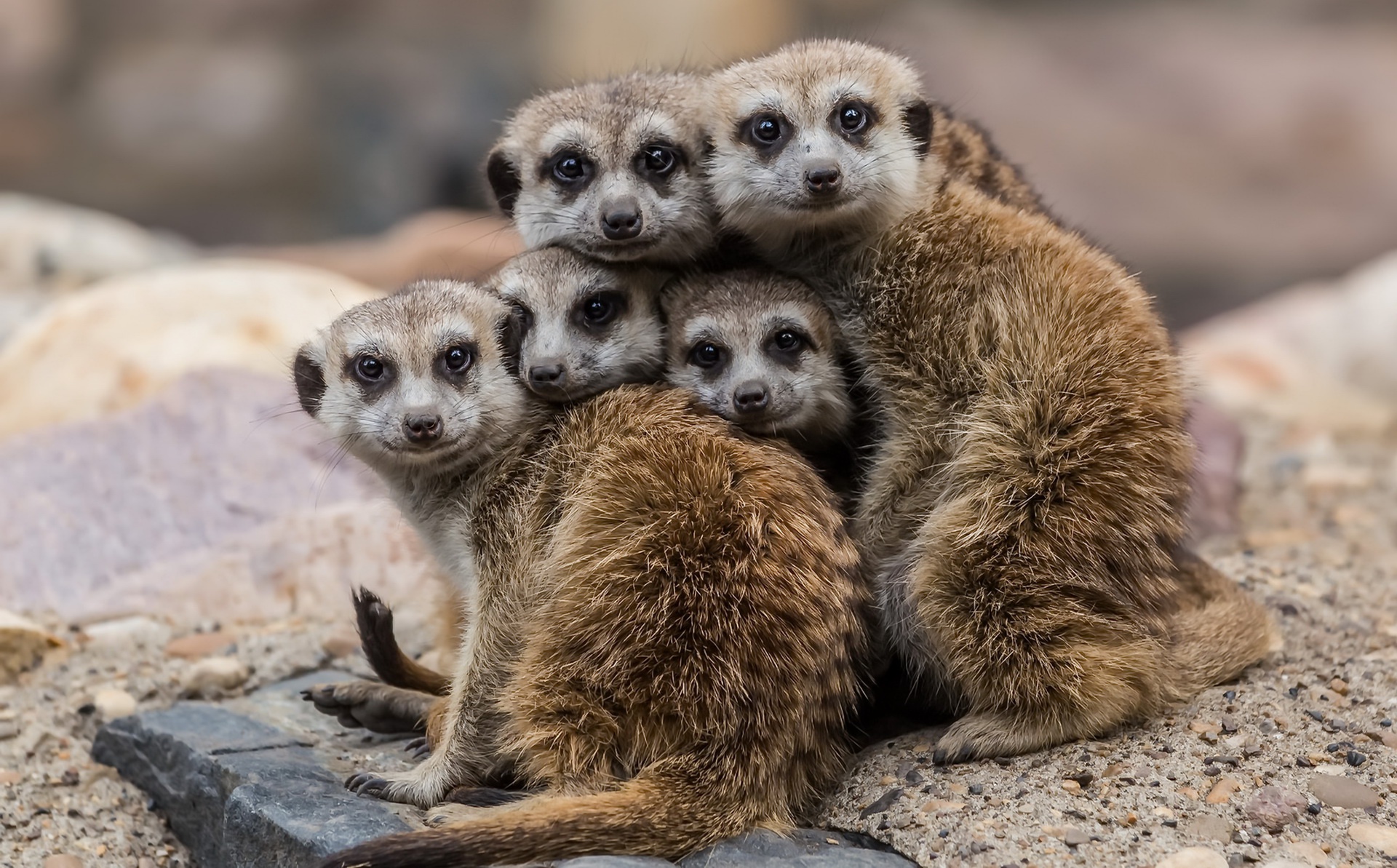 Meerkats Wallpapers