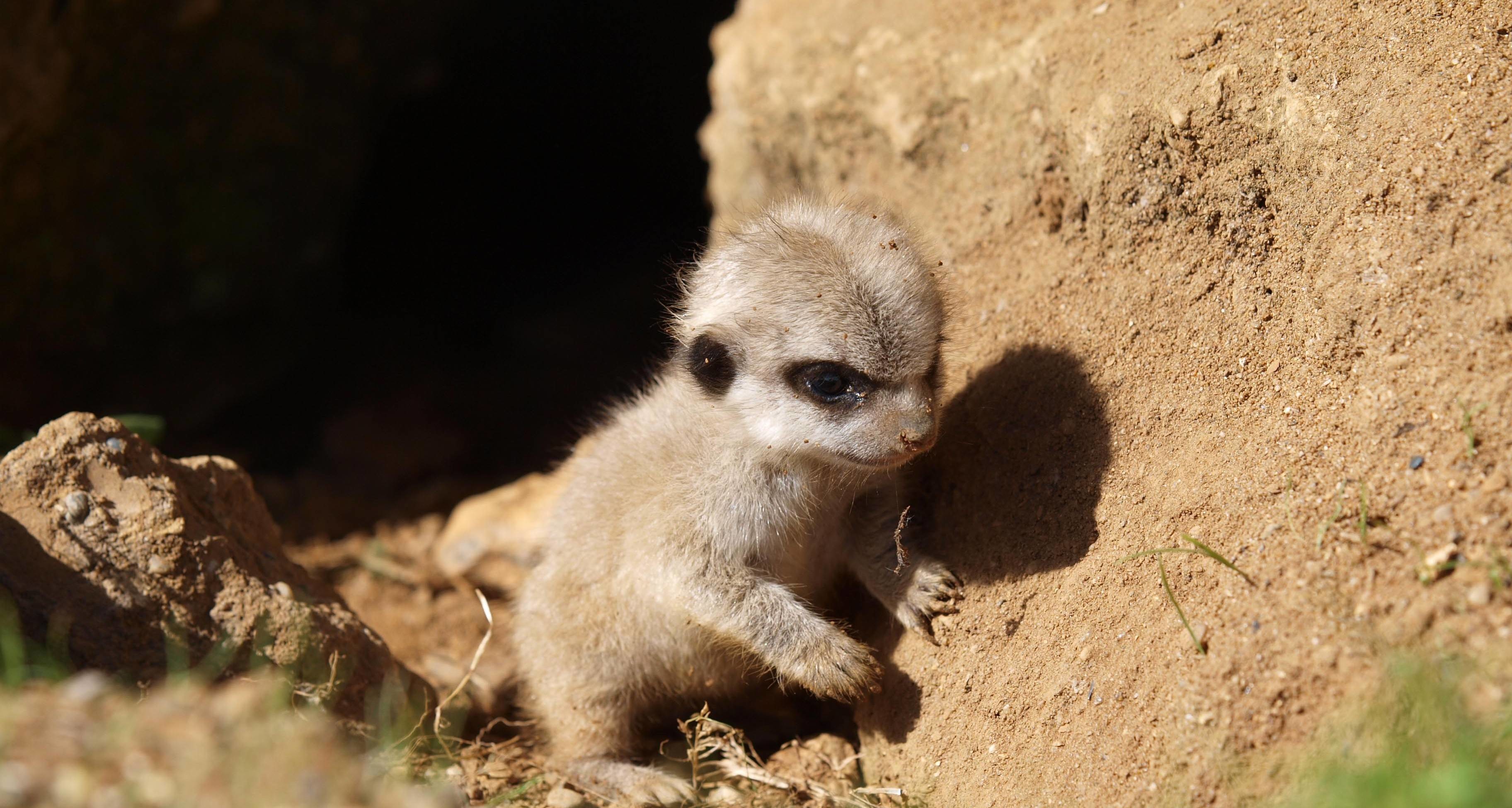 Meerkats Wallpapers