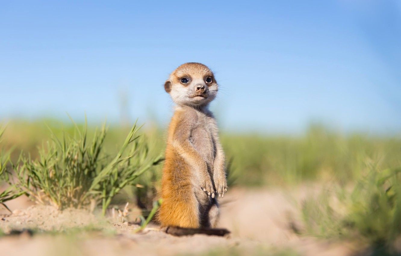 Meerkats Wallpapers