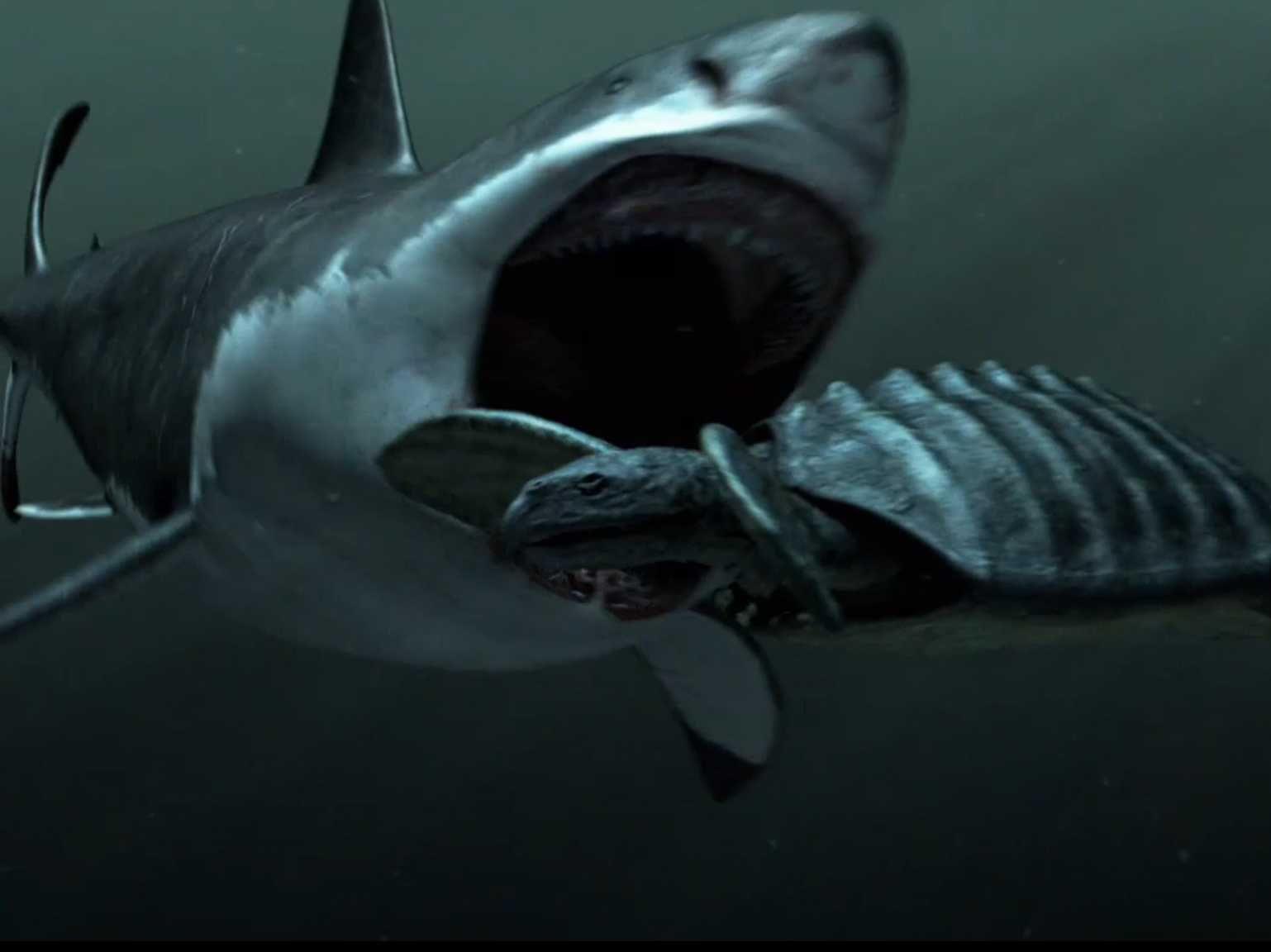 Megalodon Wallpapers