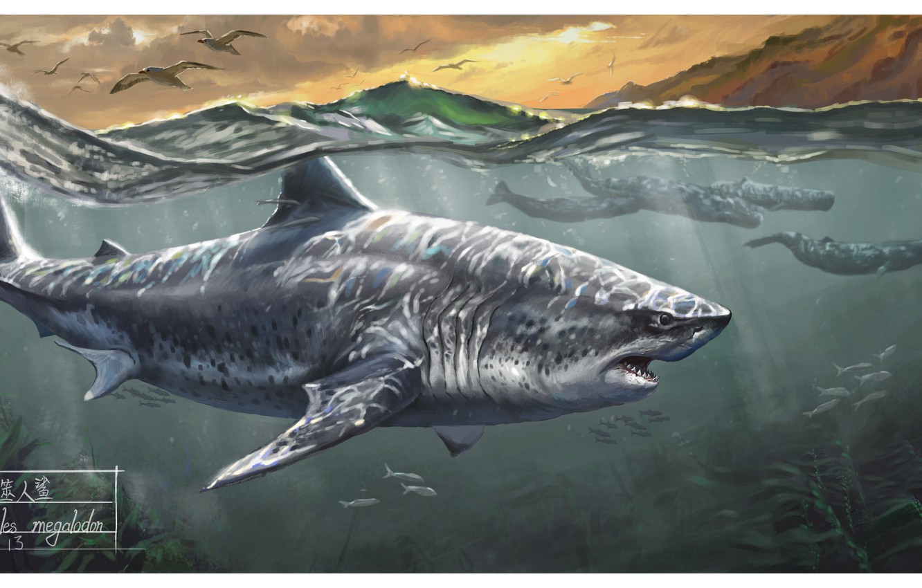 Megalodon Wallpapers