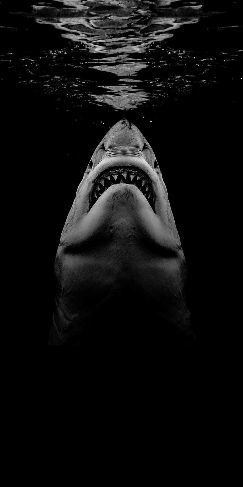 Megalodon Wallpapers