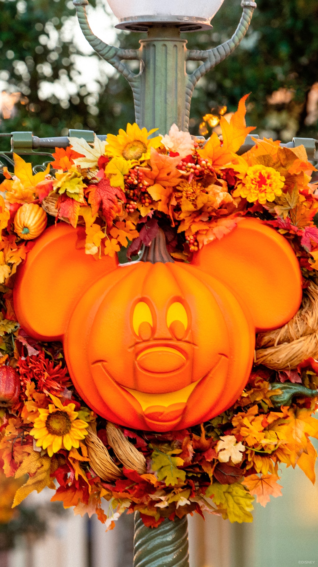 Mickey Pumpkin Wallpapers