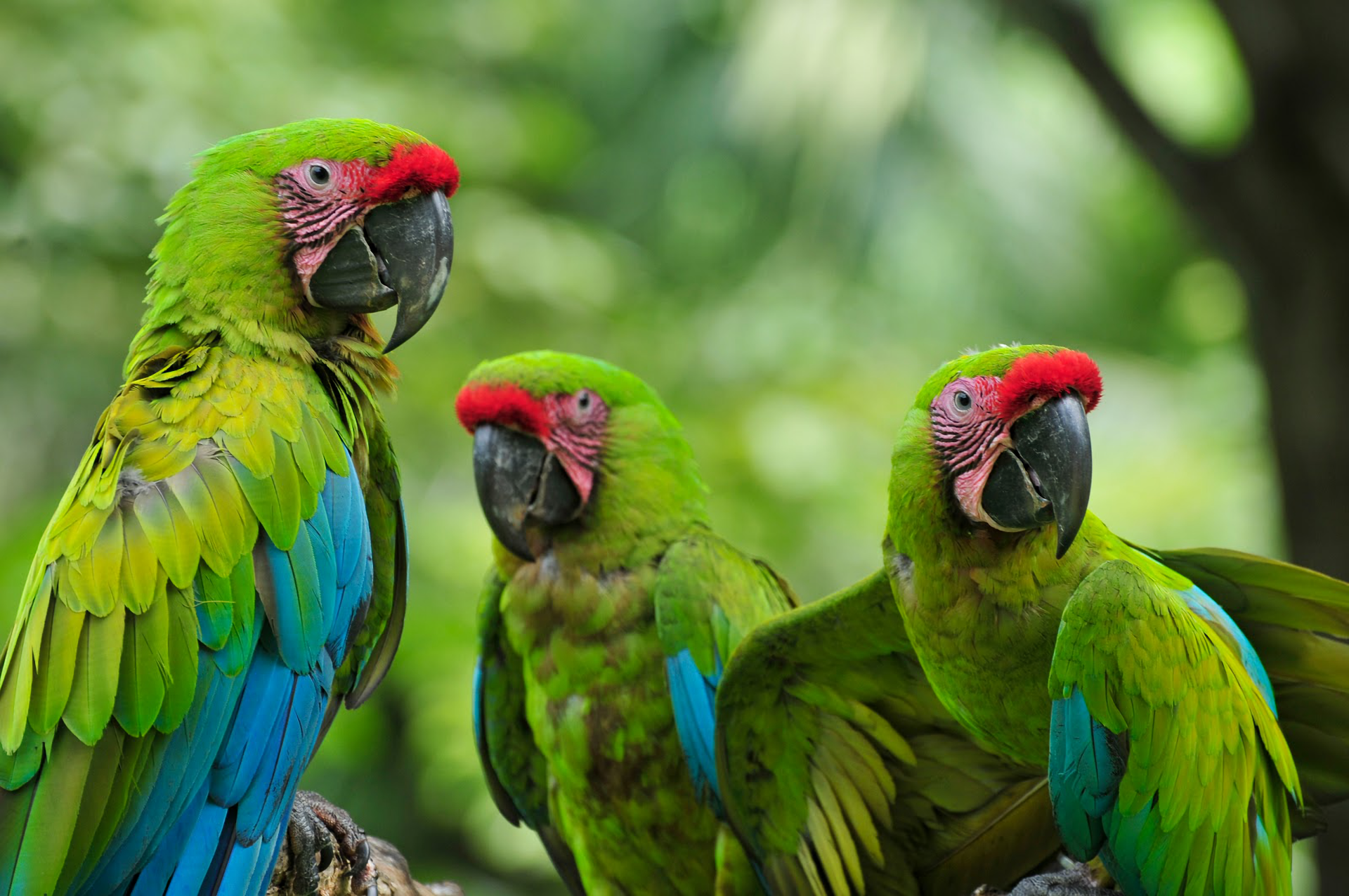 Military Macaw Wallpapers