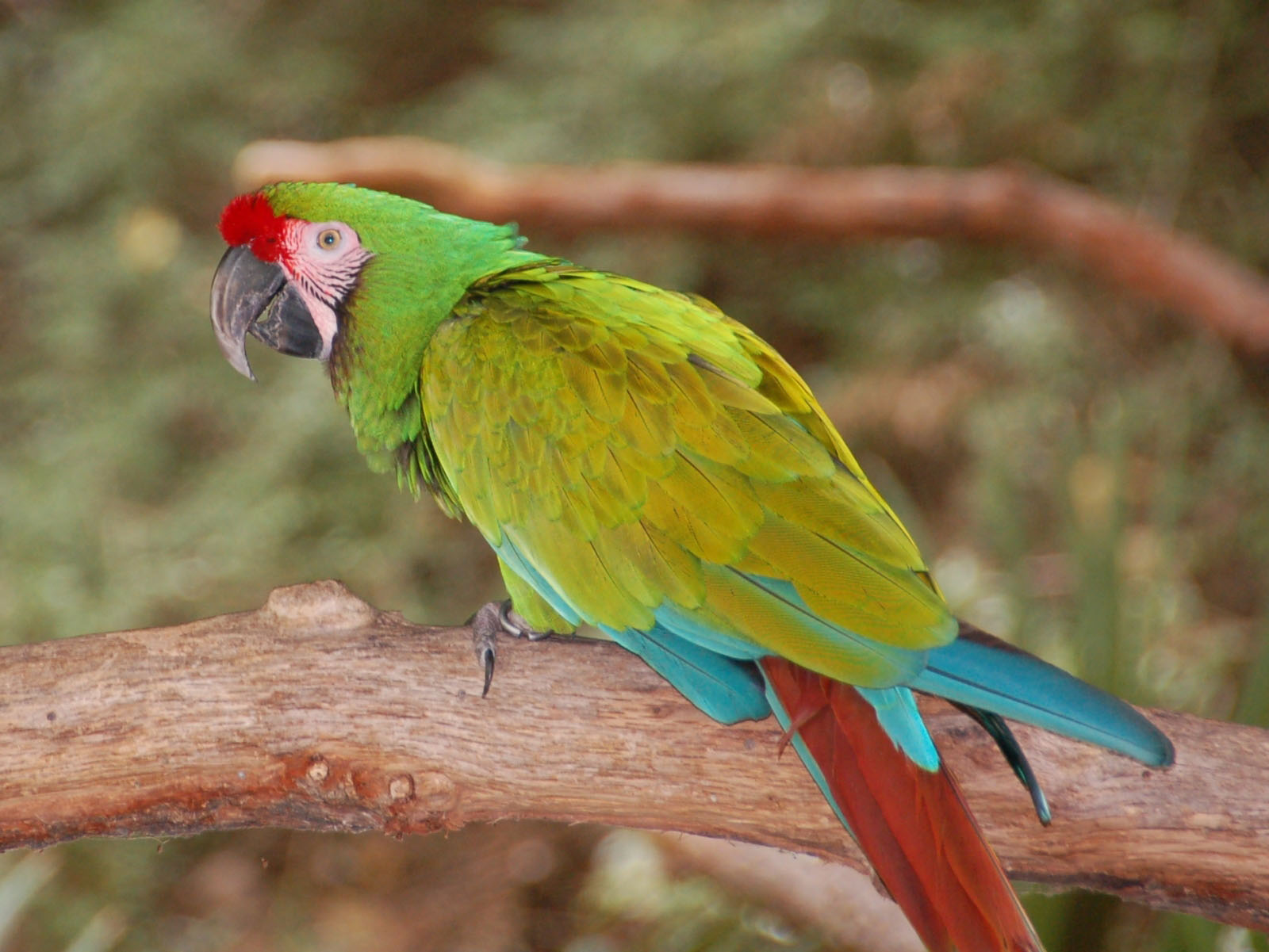 Military Macaw Wallpapers