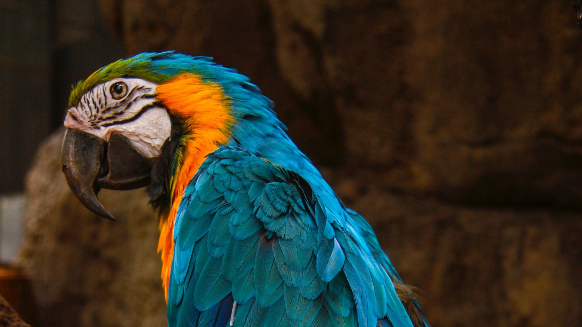 Military Macaw Wallpapers