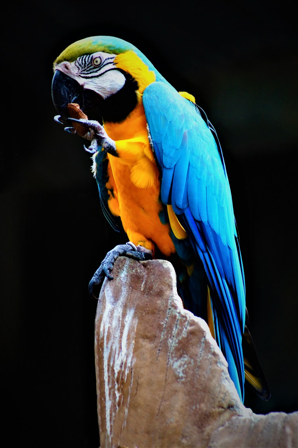 Military Macaw Wallpapers