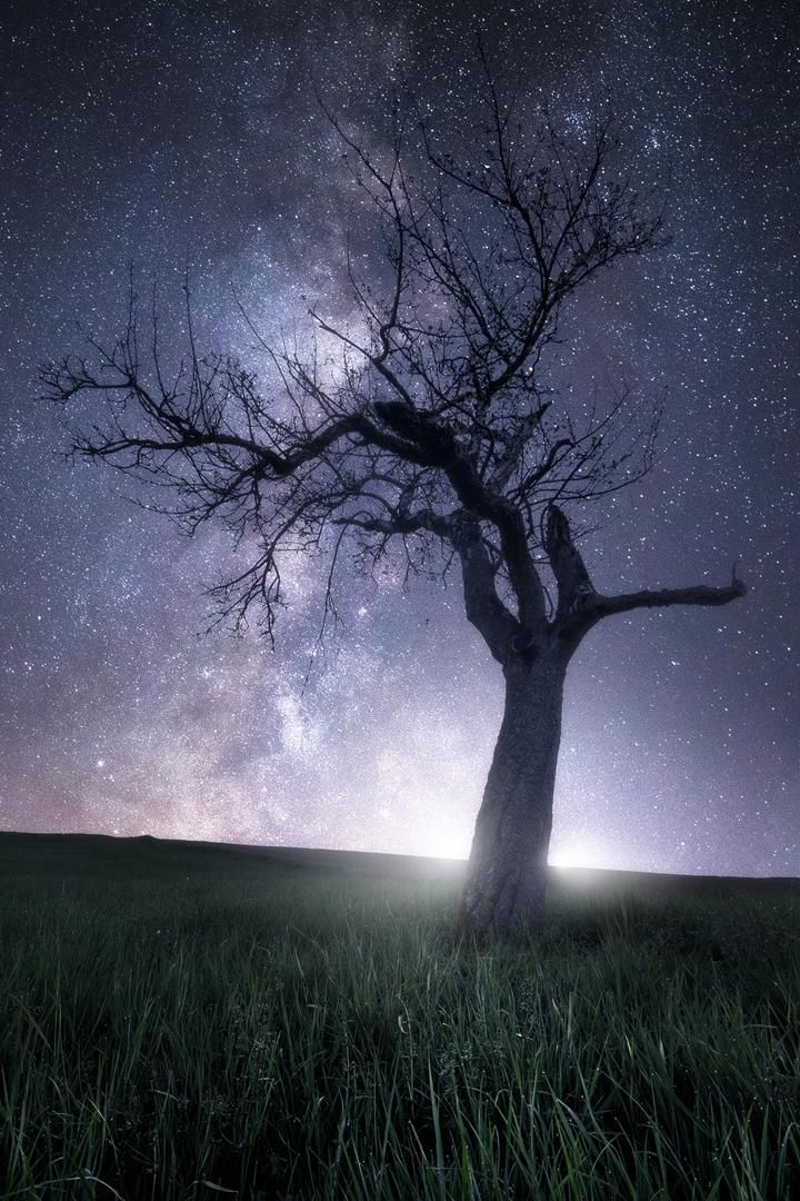 Milky Way And Lonely Tree Wallpapers