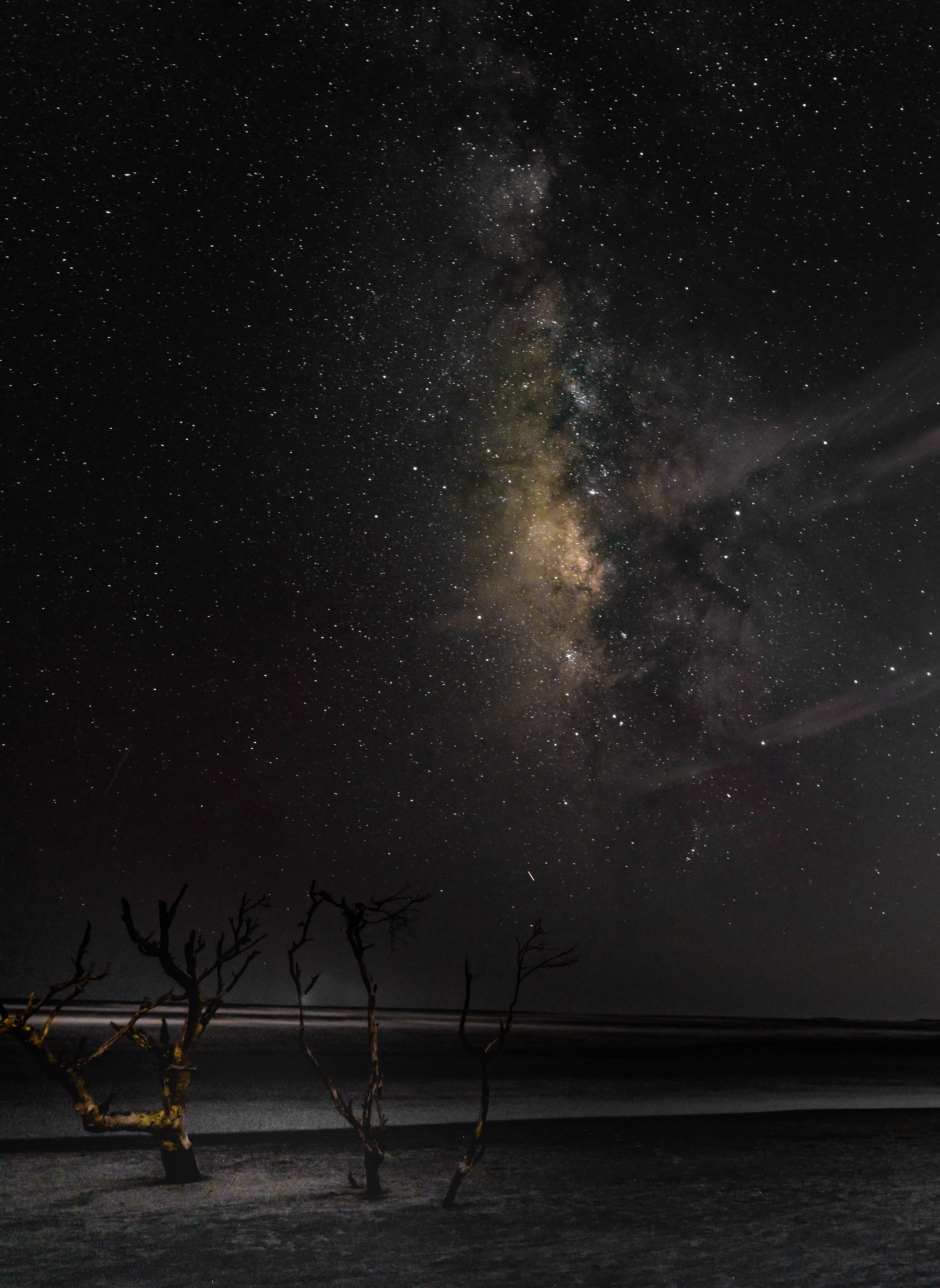 Milky Way Night And Bare Trees Wallpapers