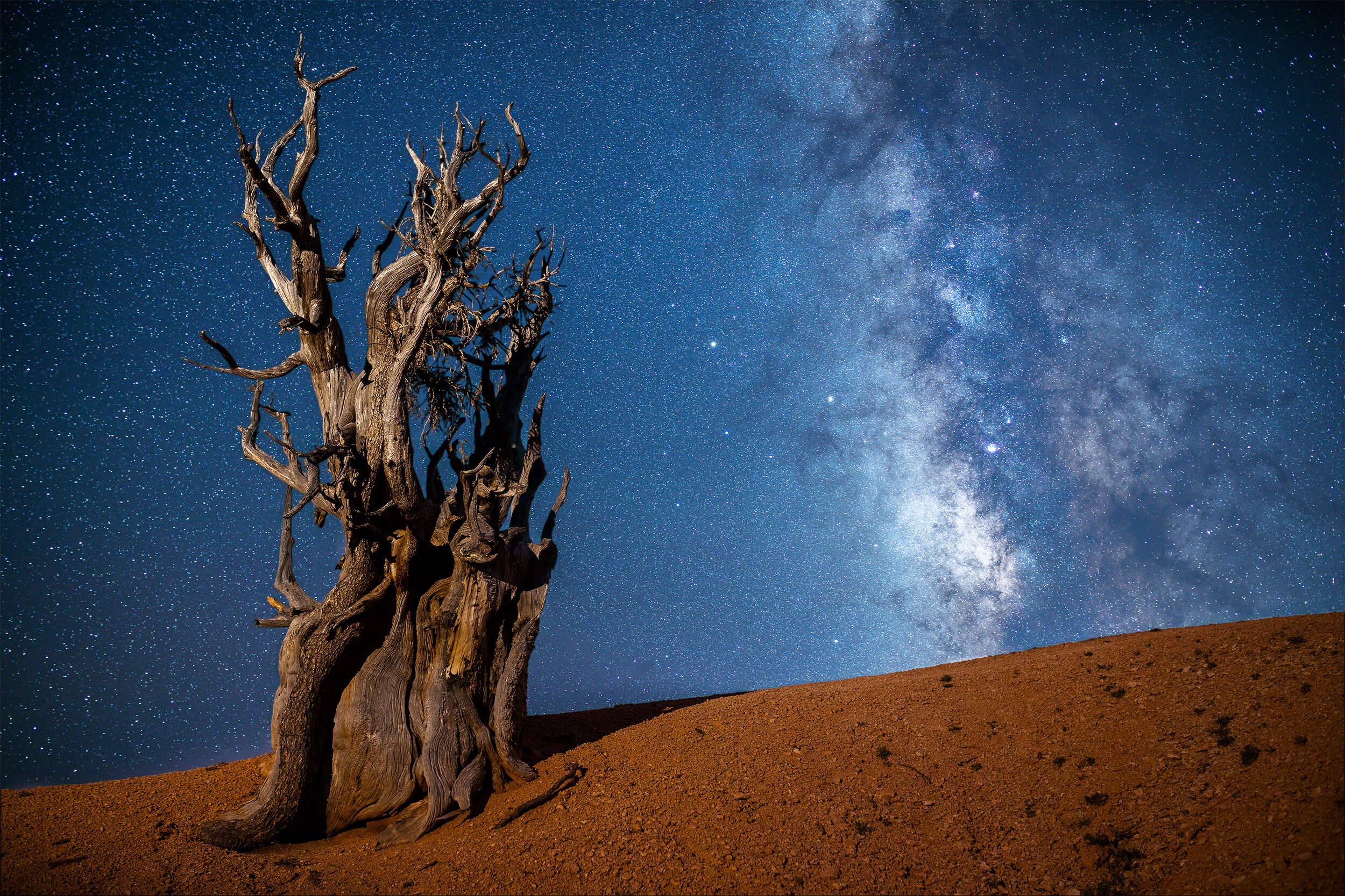 Milky Way Night And Bare Trees Wallpapers