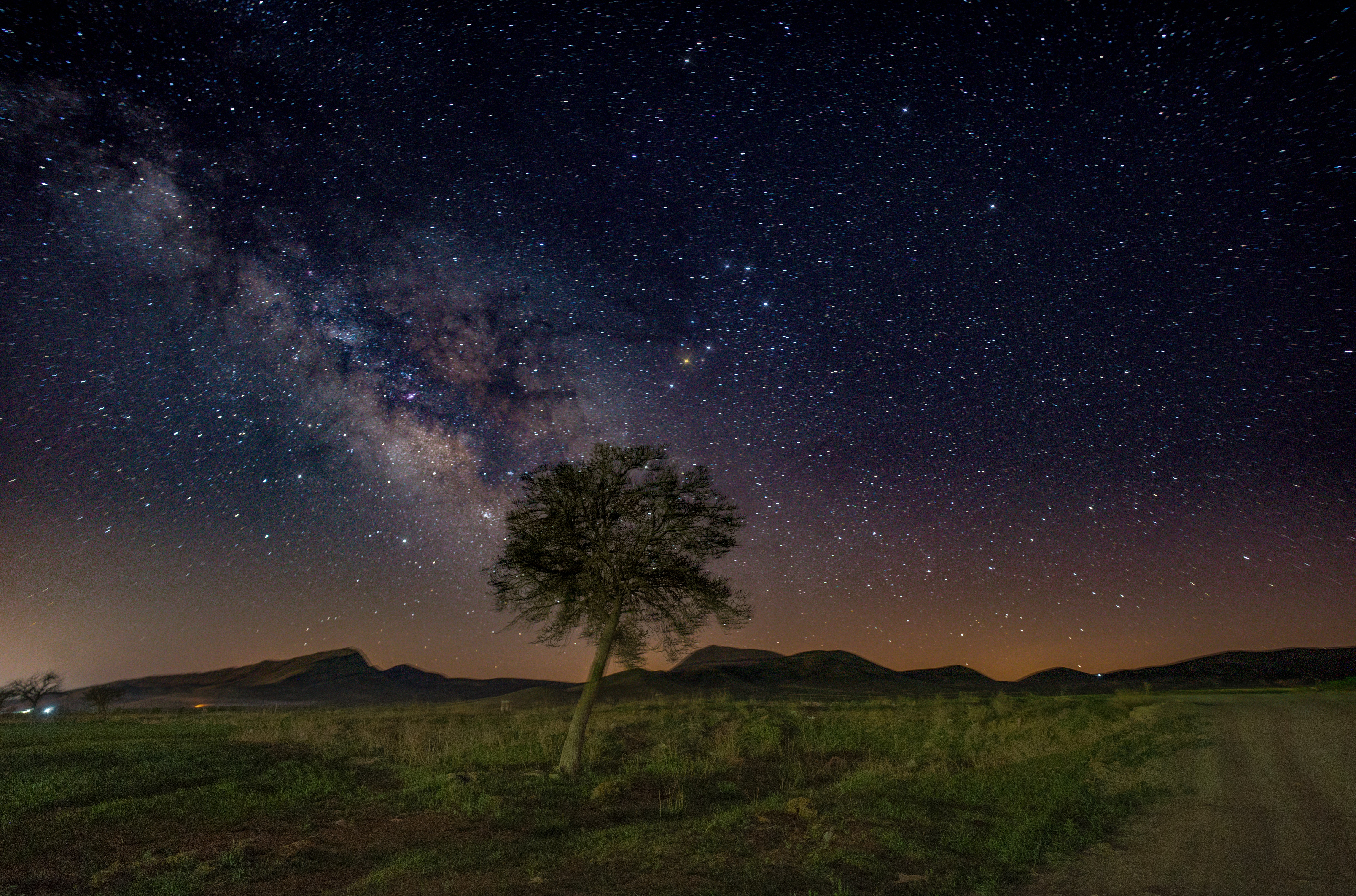 Milky Way Night And Bare Trees Wallpapers