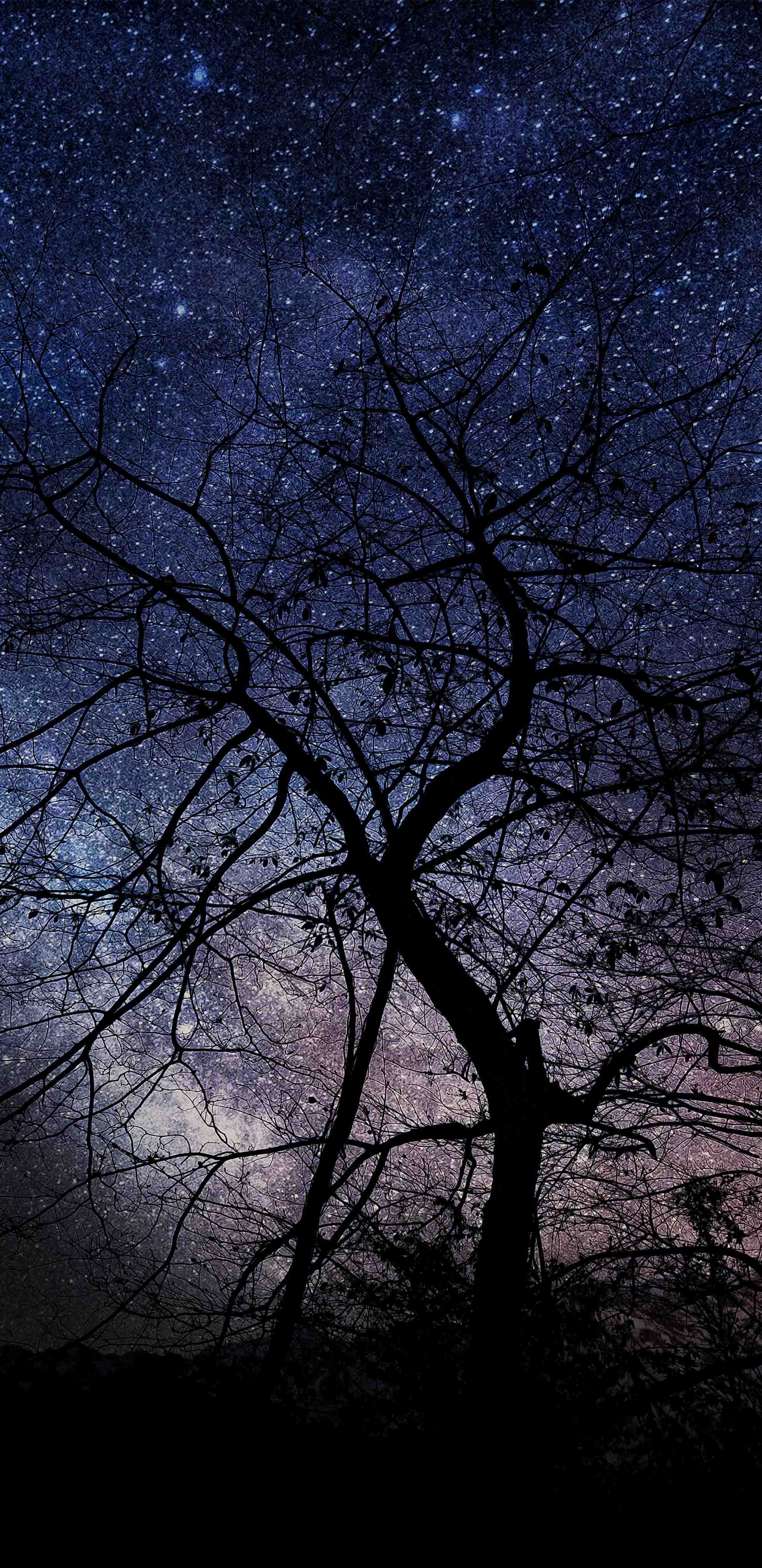 Milky Way Night And Bare Trees Wallpapers