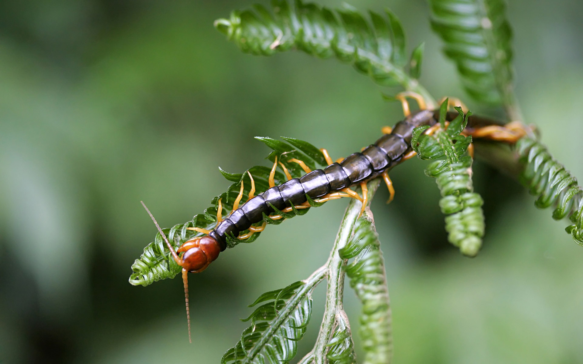 Millipede Wallpapers