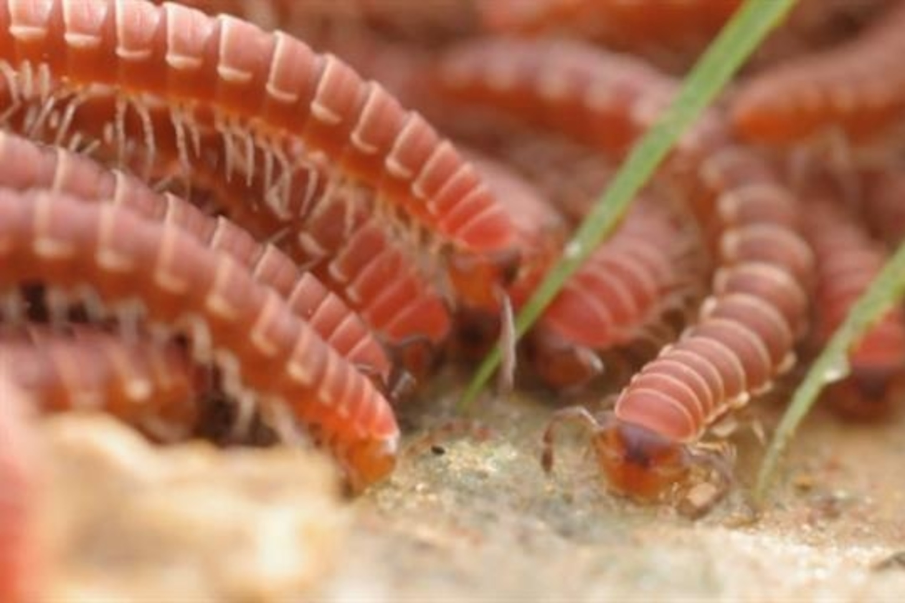 Millipede Wallpapers