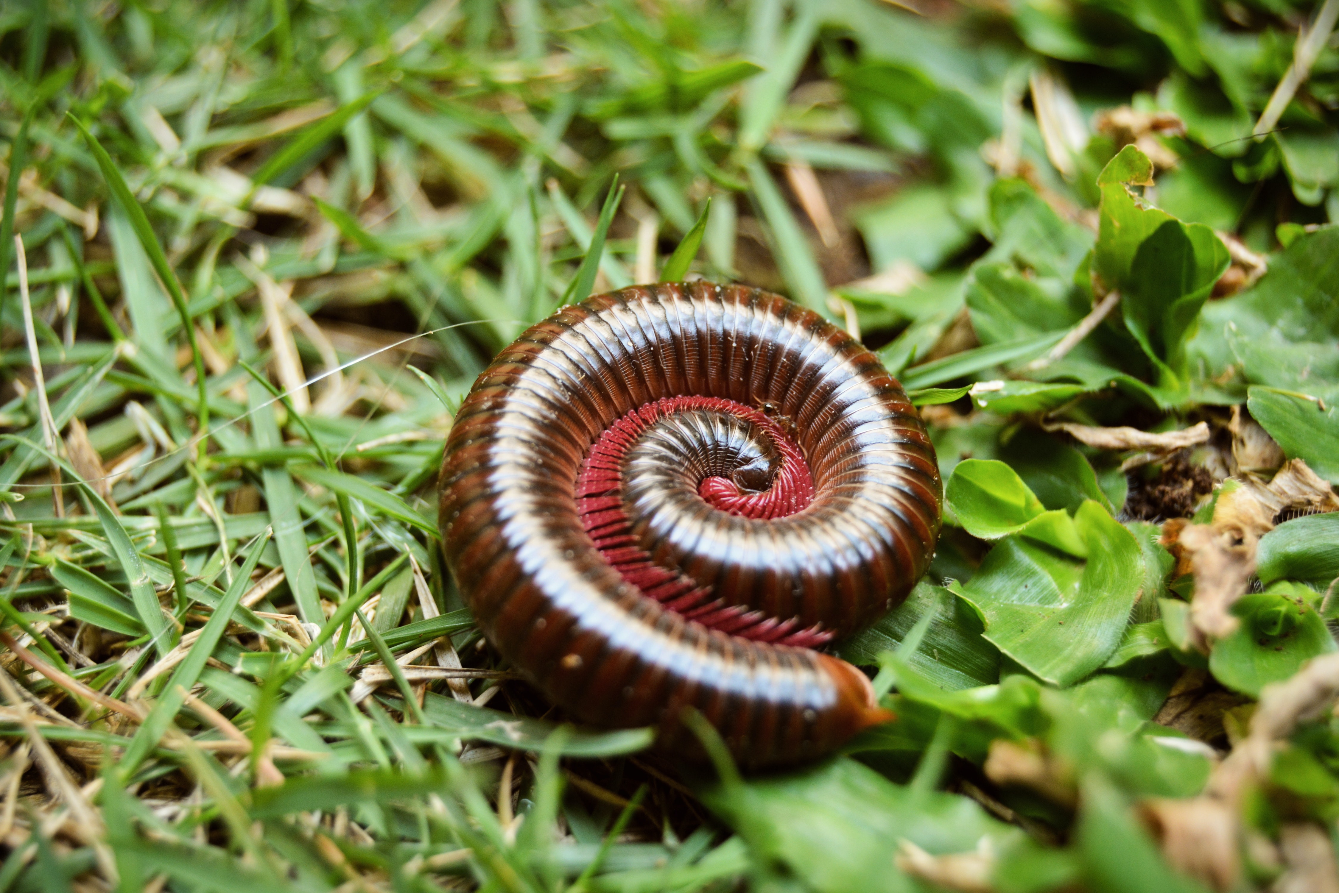 Millipede Wallpapers