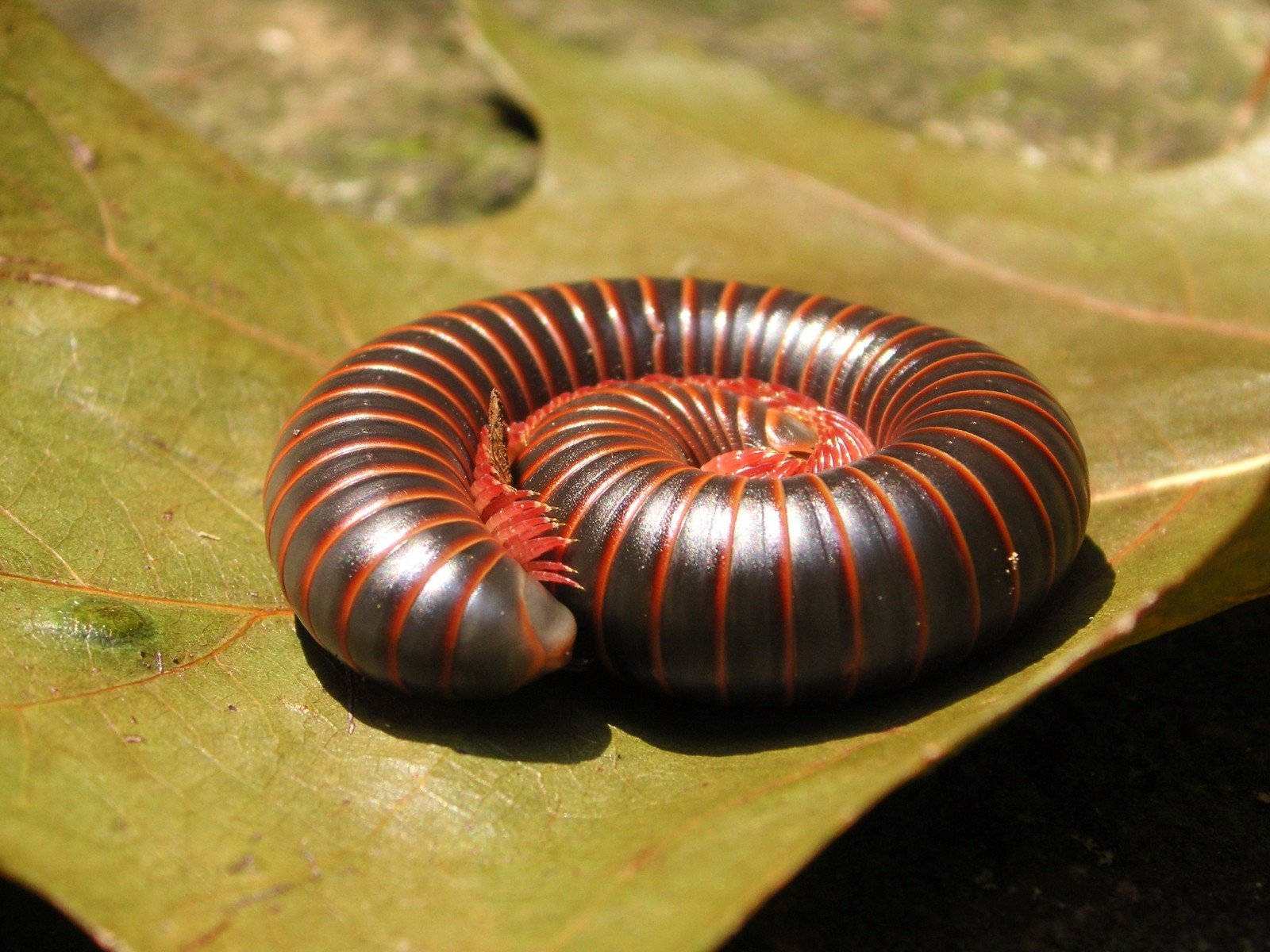 Millipede Wallpapers