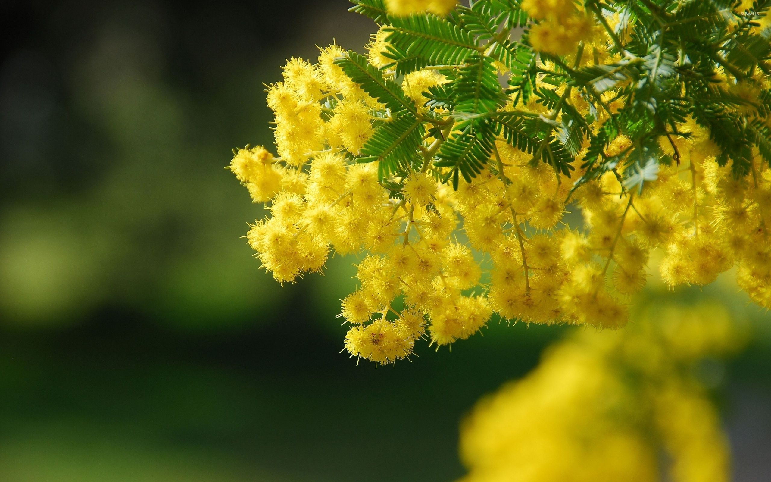 Mimosa Background