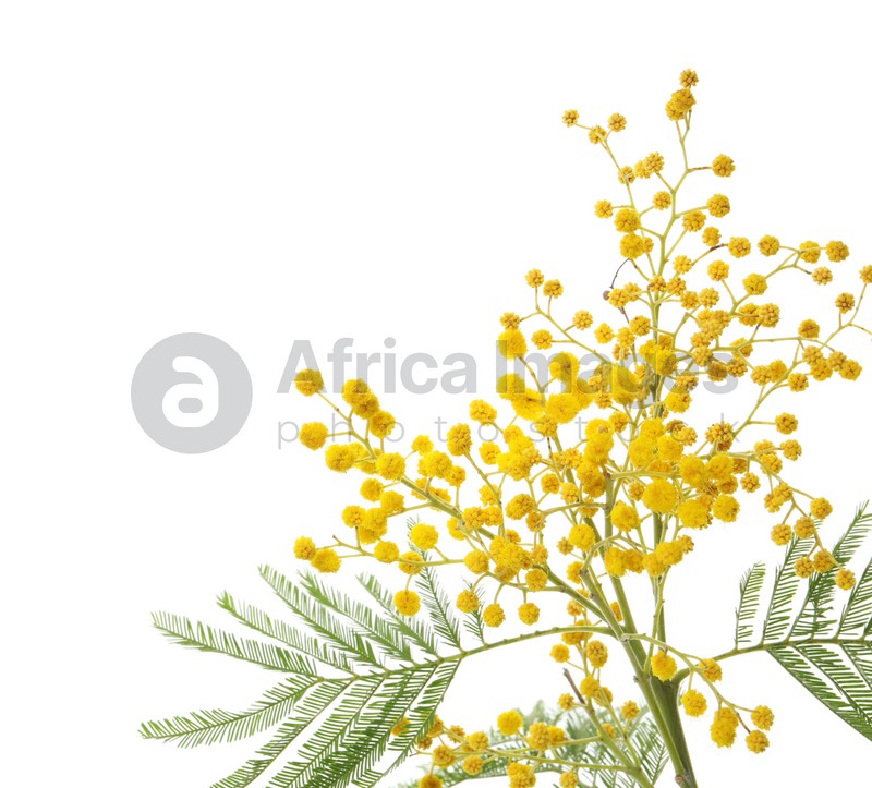 Mimosa Background