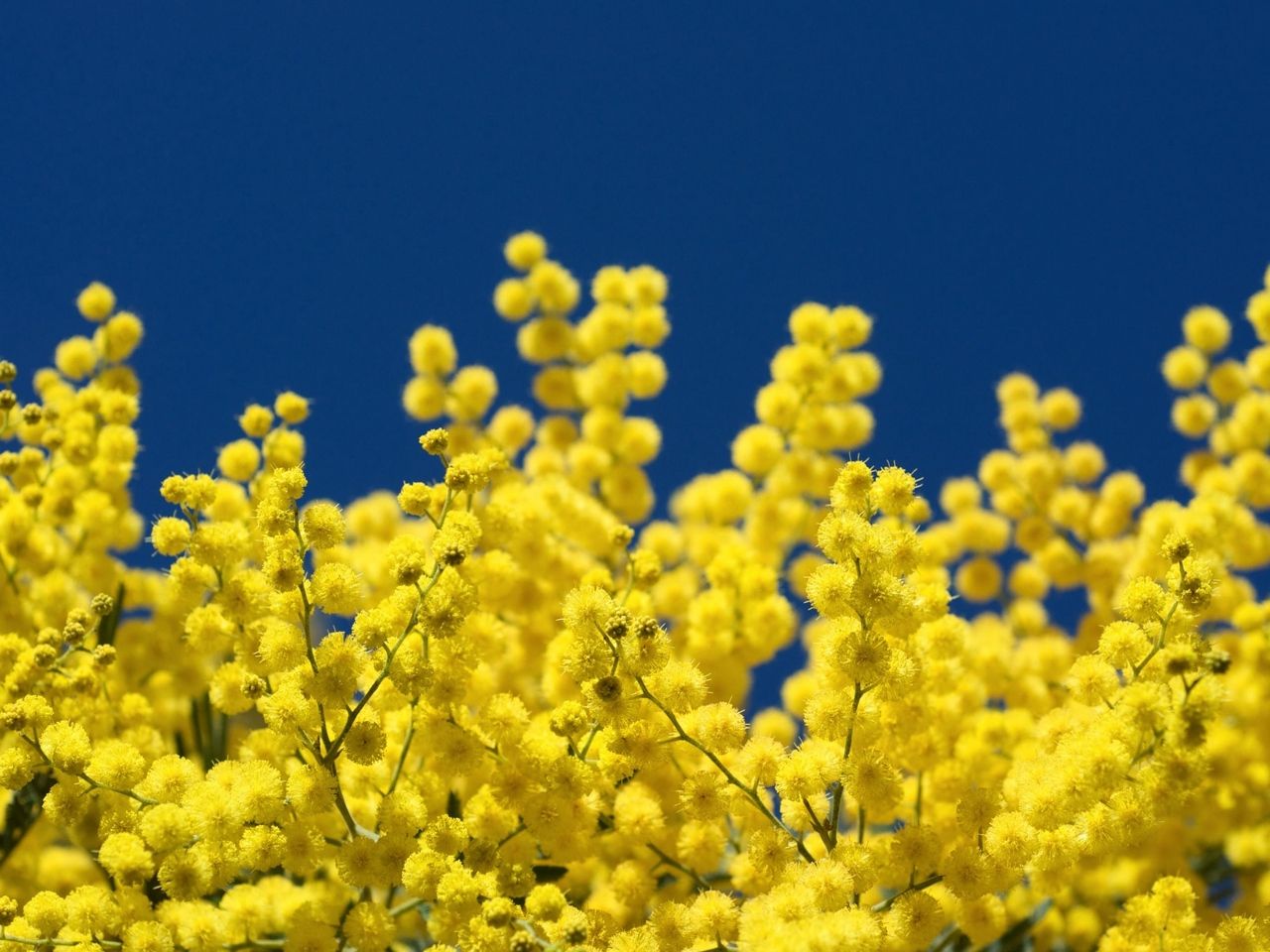 Mimosa Background