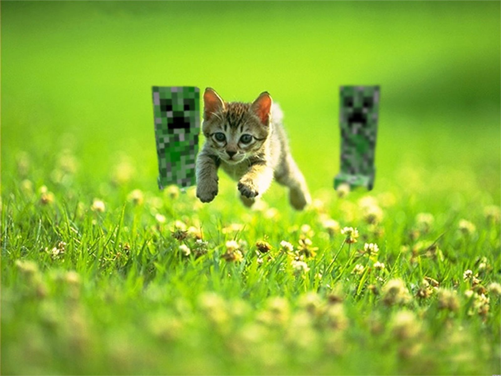 minecraft cat Wallpapers