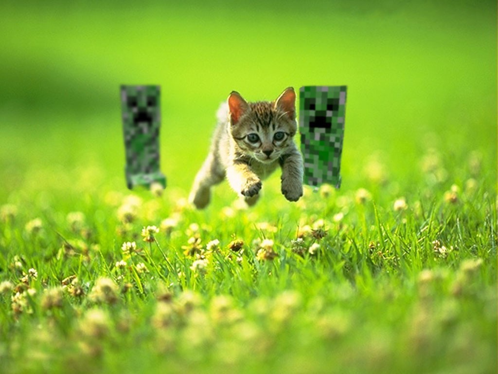 minecraft cat Wallpapers